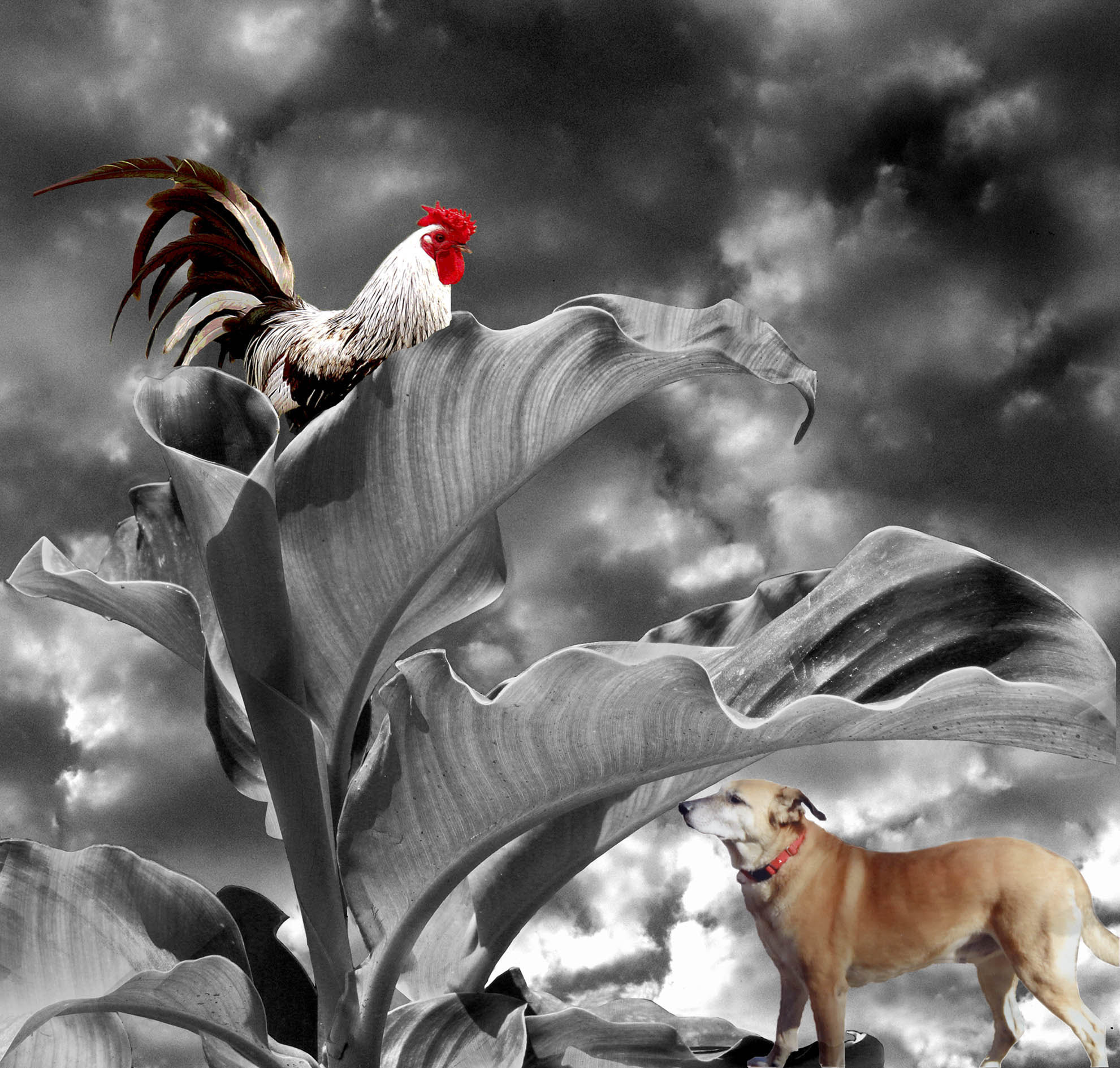 Canon POWERSHOT PRO1 sample photo. Rooster in a tree photography