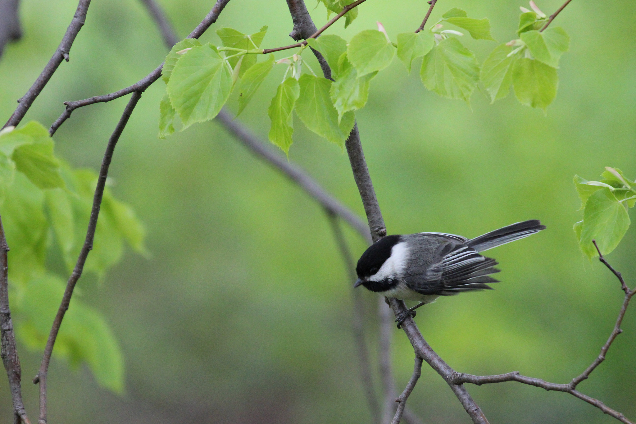Canon EF 70-300mm F4-5.6L IS USM sample photo