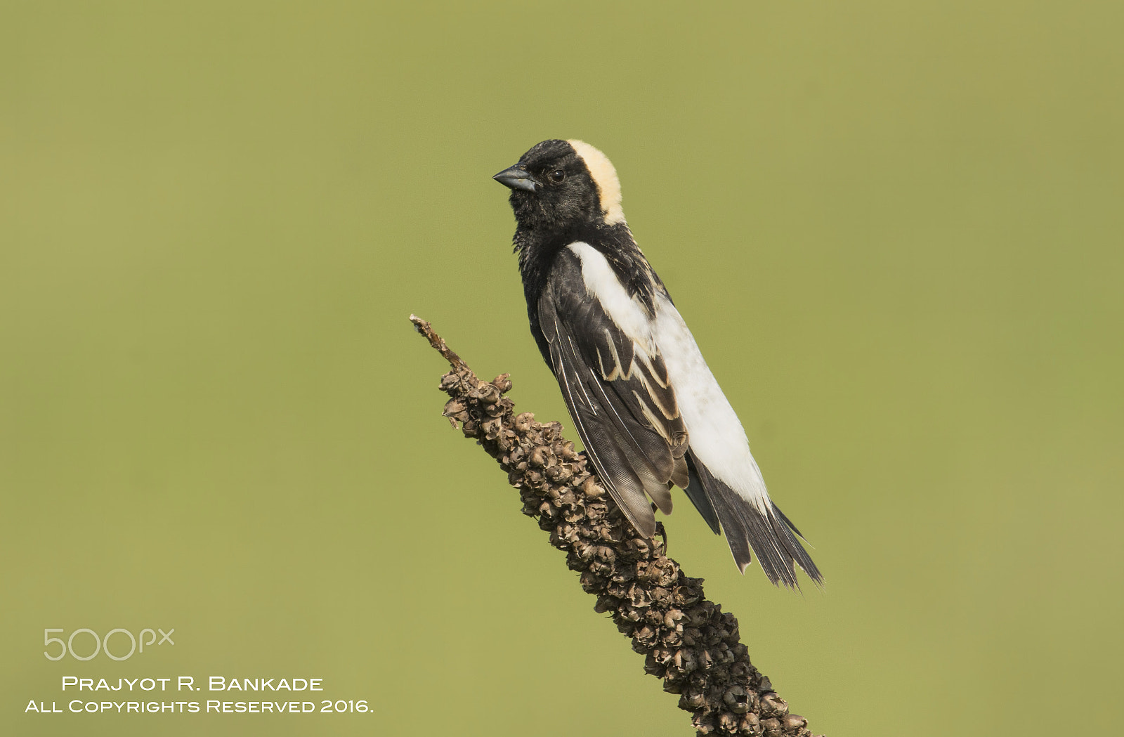 Nikon D7200 + Nikon AF-S Nikkor 500mm F4G ED VR sample photo. Bobolink photography