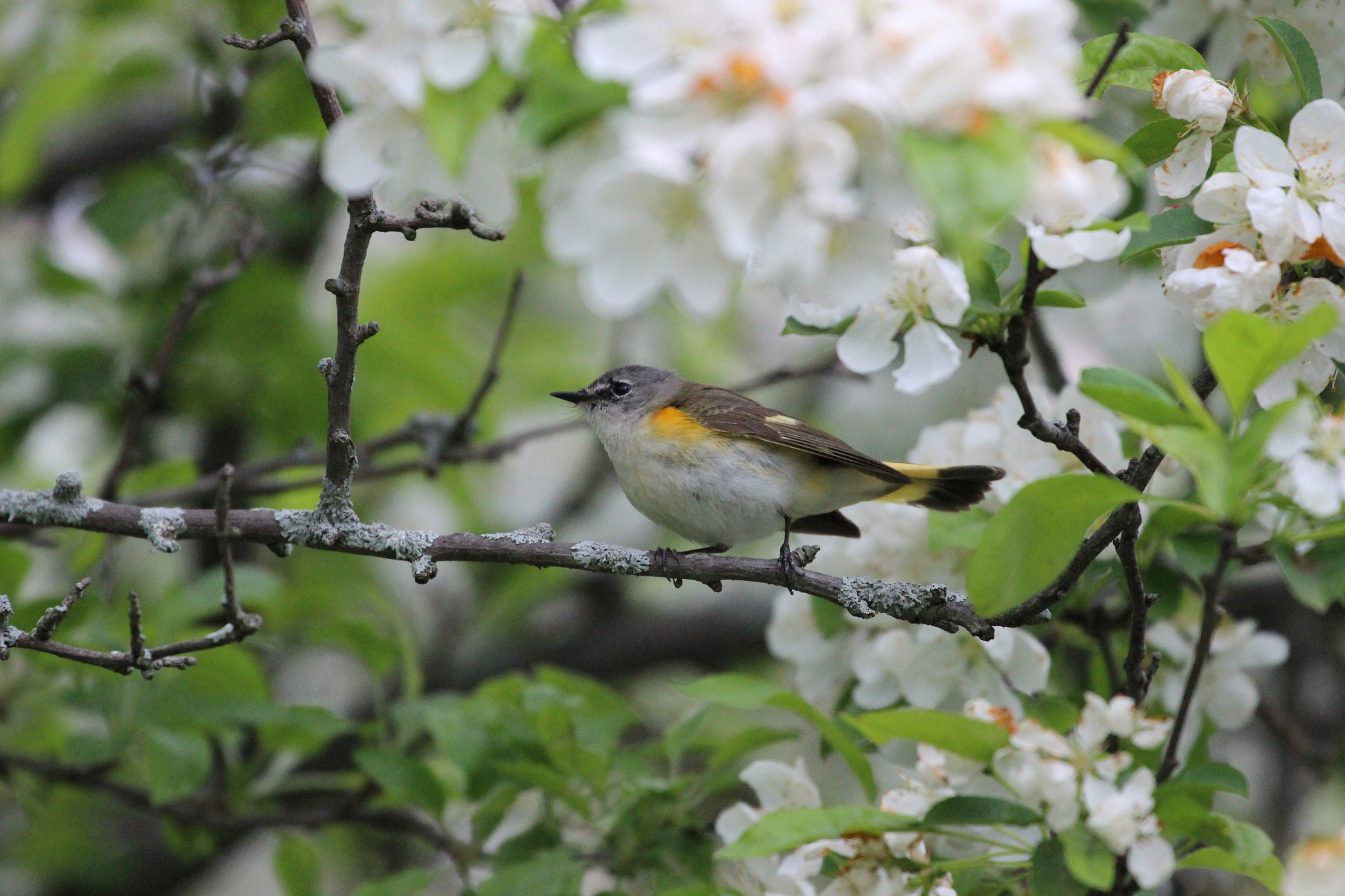 Canon EF 70-300mm F4-5.6L IS USM sample photo