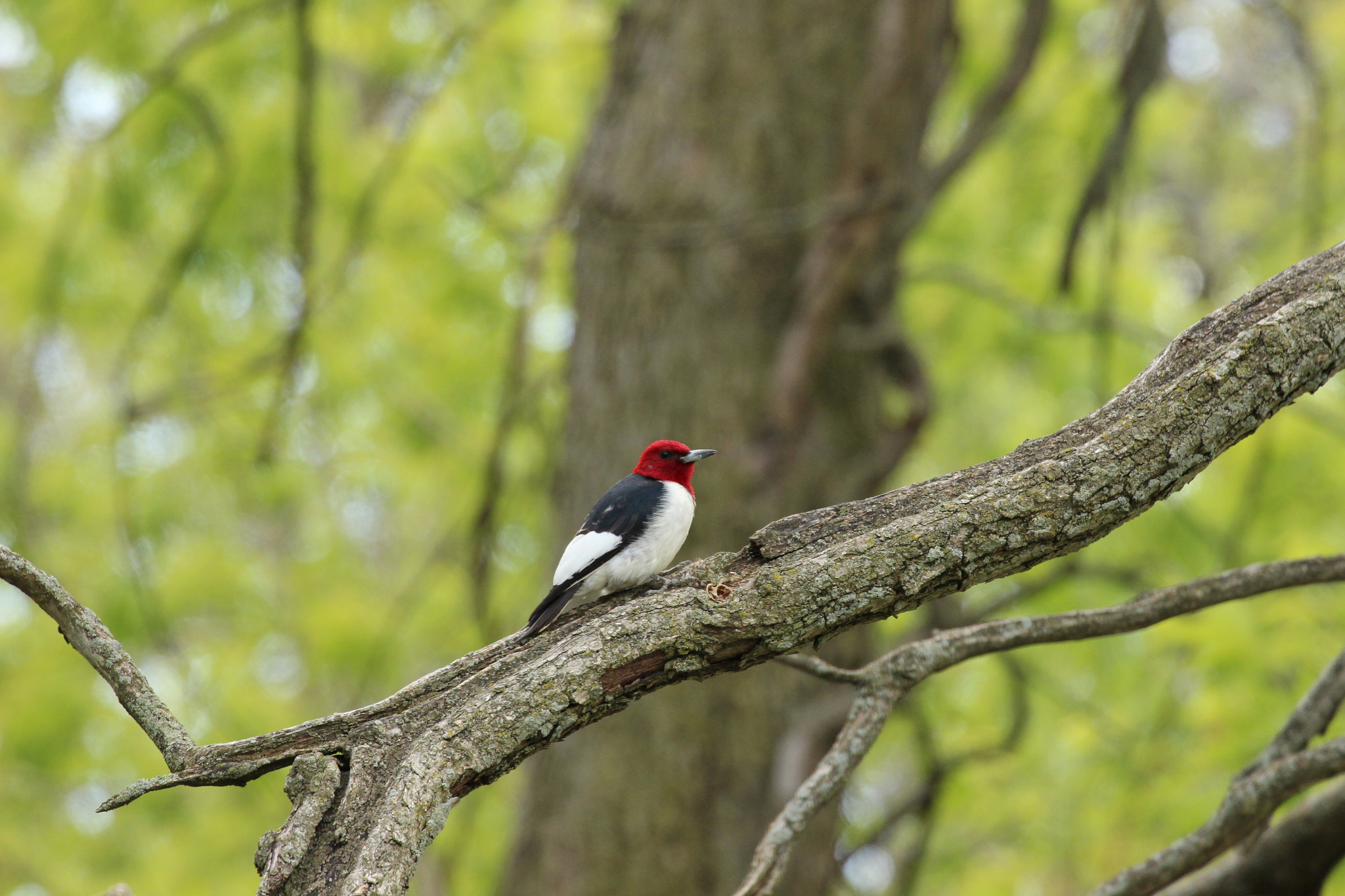 Canon EOS 600D (Rebel EOS T3i / EOS Kiss X5) + Canon EF 70-300mm F4-5.6L IS USM sample photo. Red-headed woodpecker photography