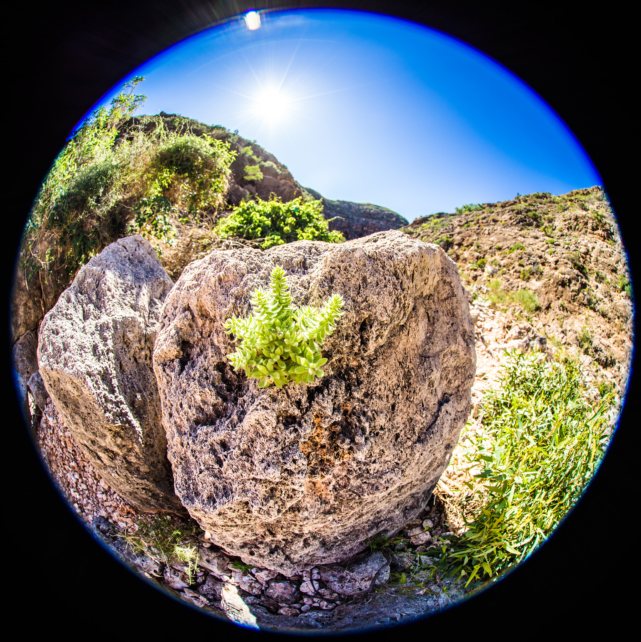 Sony a7R + Canon EF 8-15mm F4L Fisheye USM sample photo. Springing from rocks photography