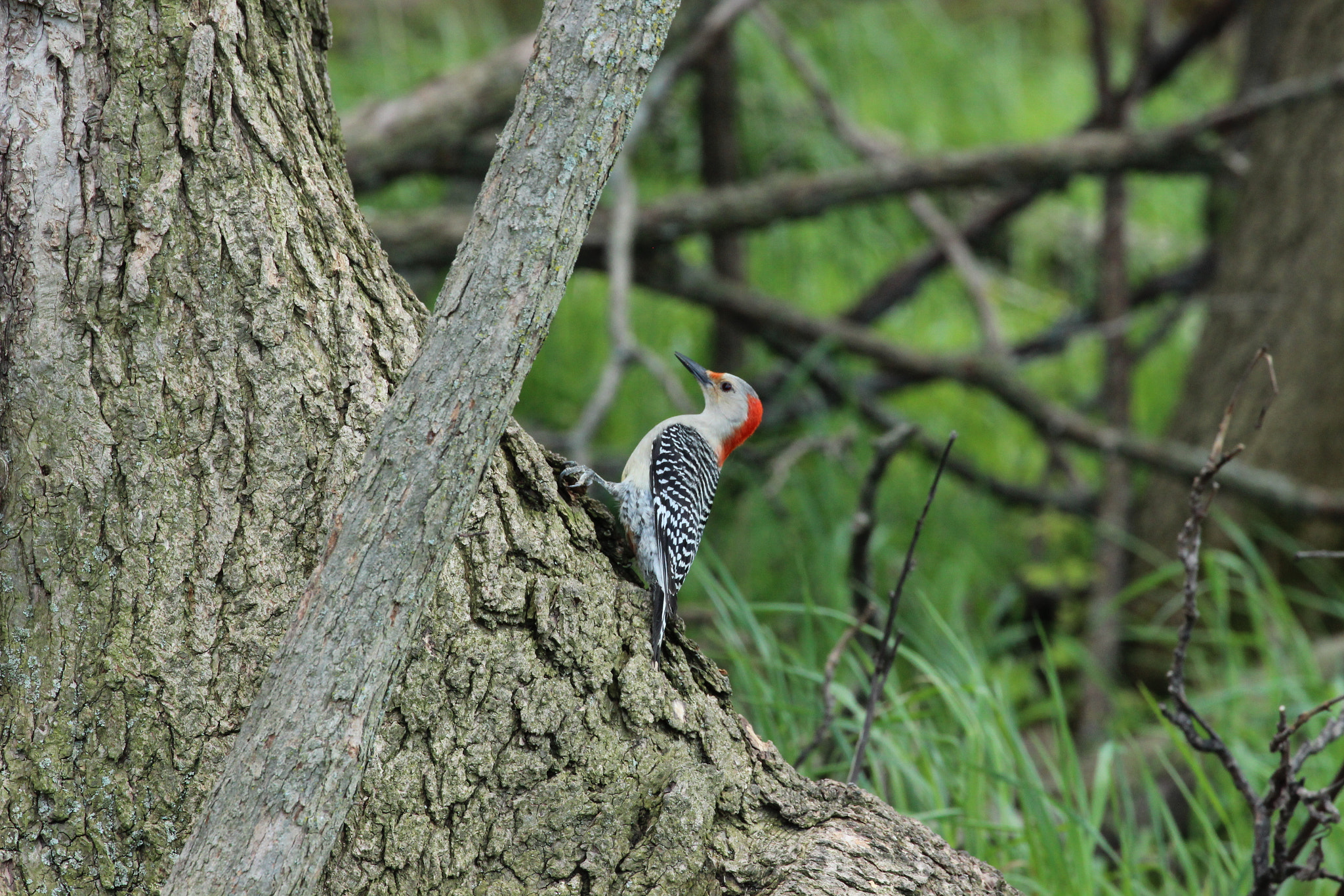 Canon EF 70-300mm F4-5.6L IS USM sample photo
