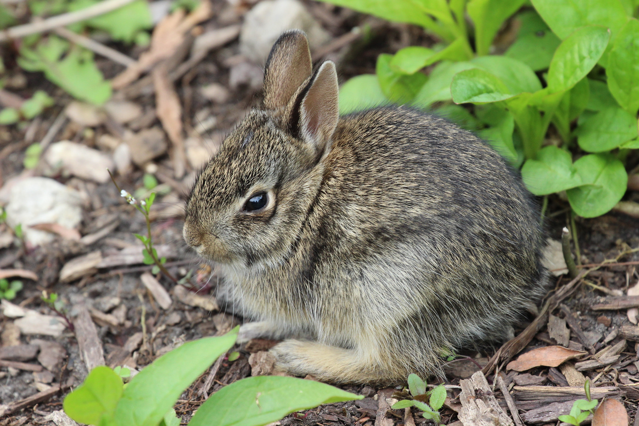 Canon EOS 600D (Rebel EOS T3i / EOS Kiss X5) + Canon EF 70-300mm F4-5.6L IS USM sample photo. Baby bunny photography