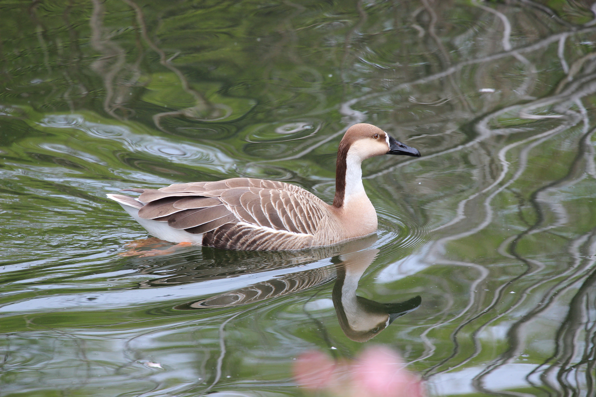 Canon EF 70-300mm F4-5.6L IS USM sample photo