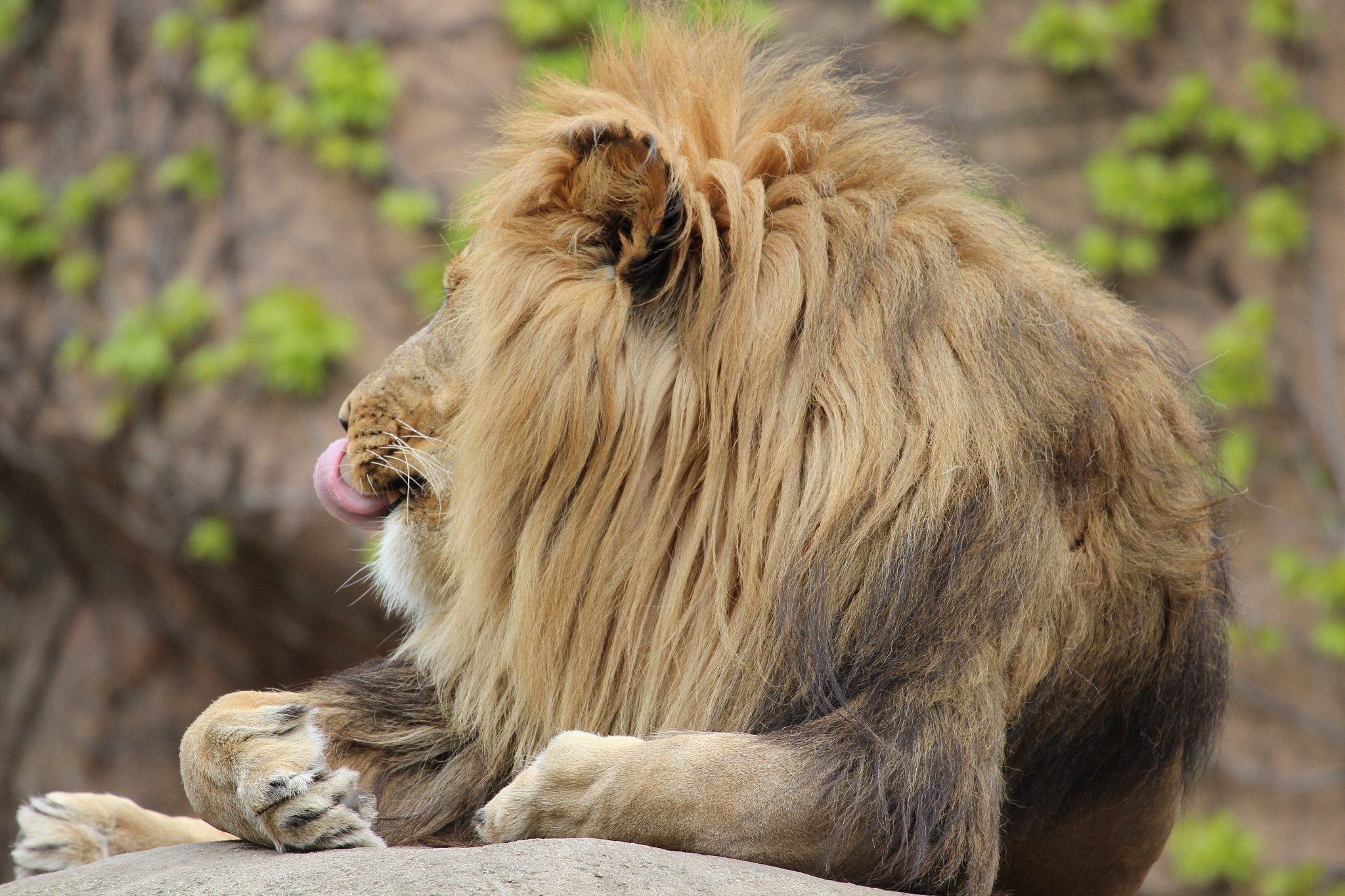 Canon EF 70-300mm F4-5.6L IS USM sample photo. Lion photography