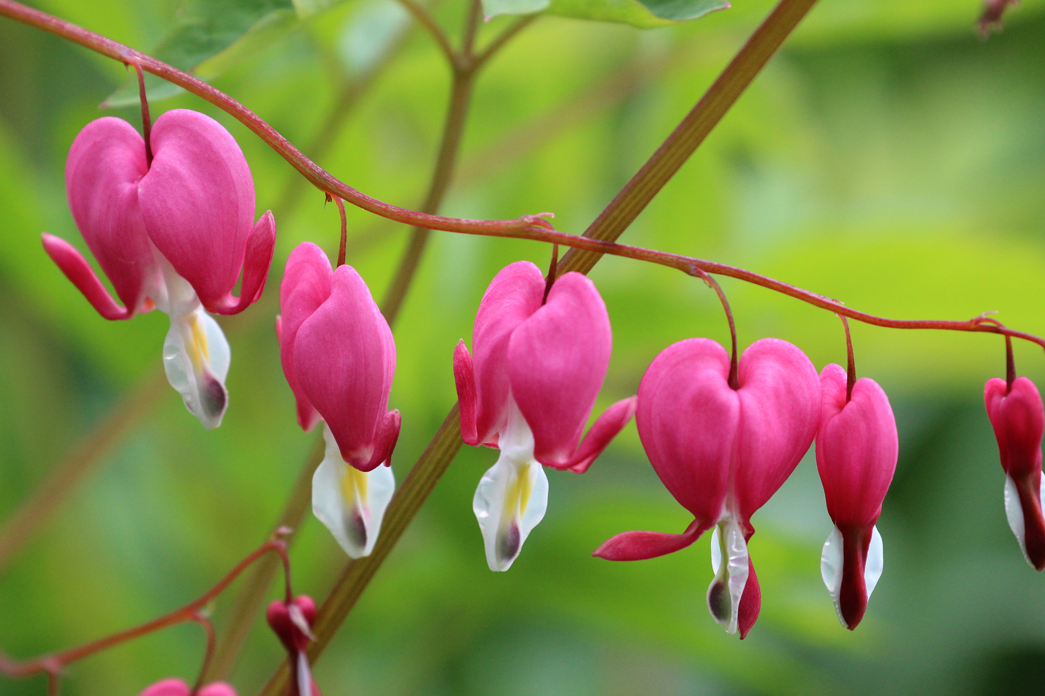 Canon EF 70-300mm F4-5.6L IS USM sample photo. Bleeding heart photography