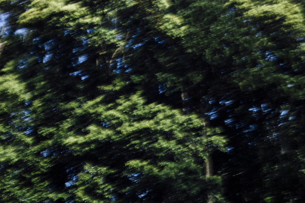 ZEISS Makro-Planar T* 50mm F2 sample photo. 風の音 photography