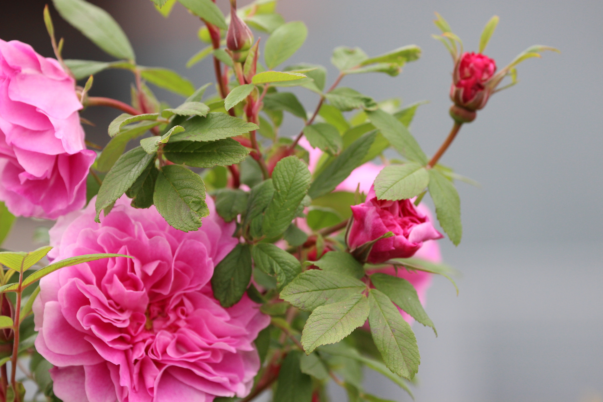 Canon EF 70-300mm F4-5.6L IS USM sample photo. Beautiful roses photography