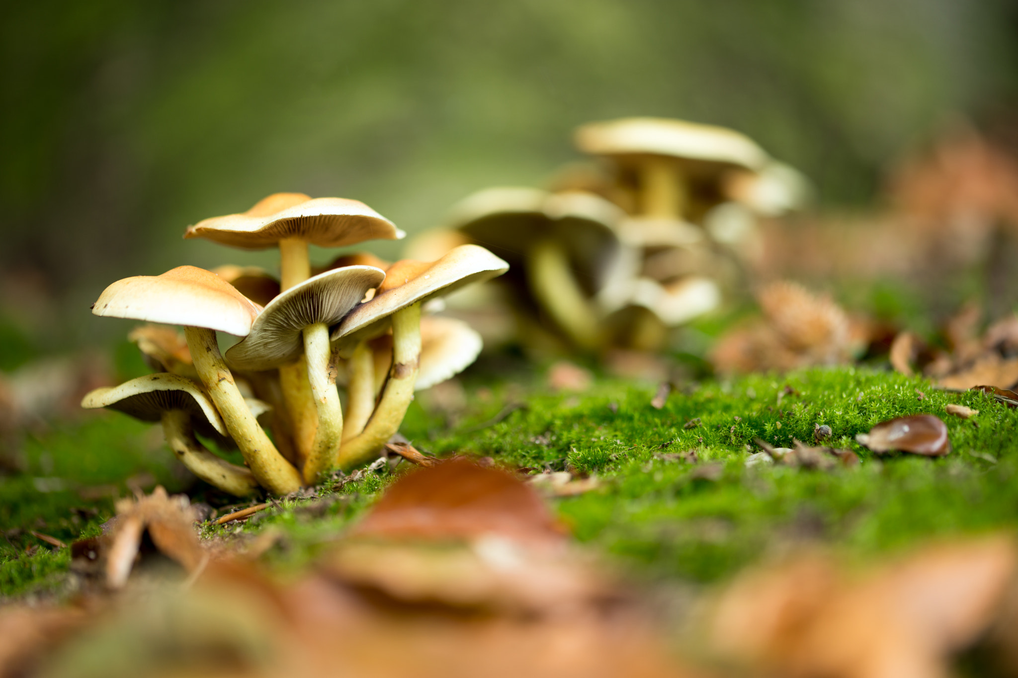 Sony a99 II + 105mm F2.8 sample photo. Mushrooms photography