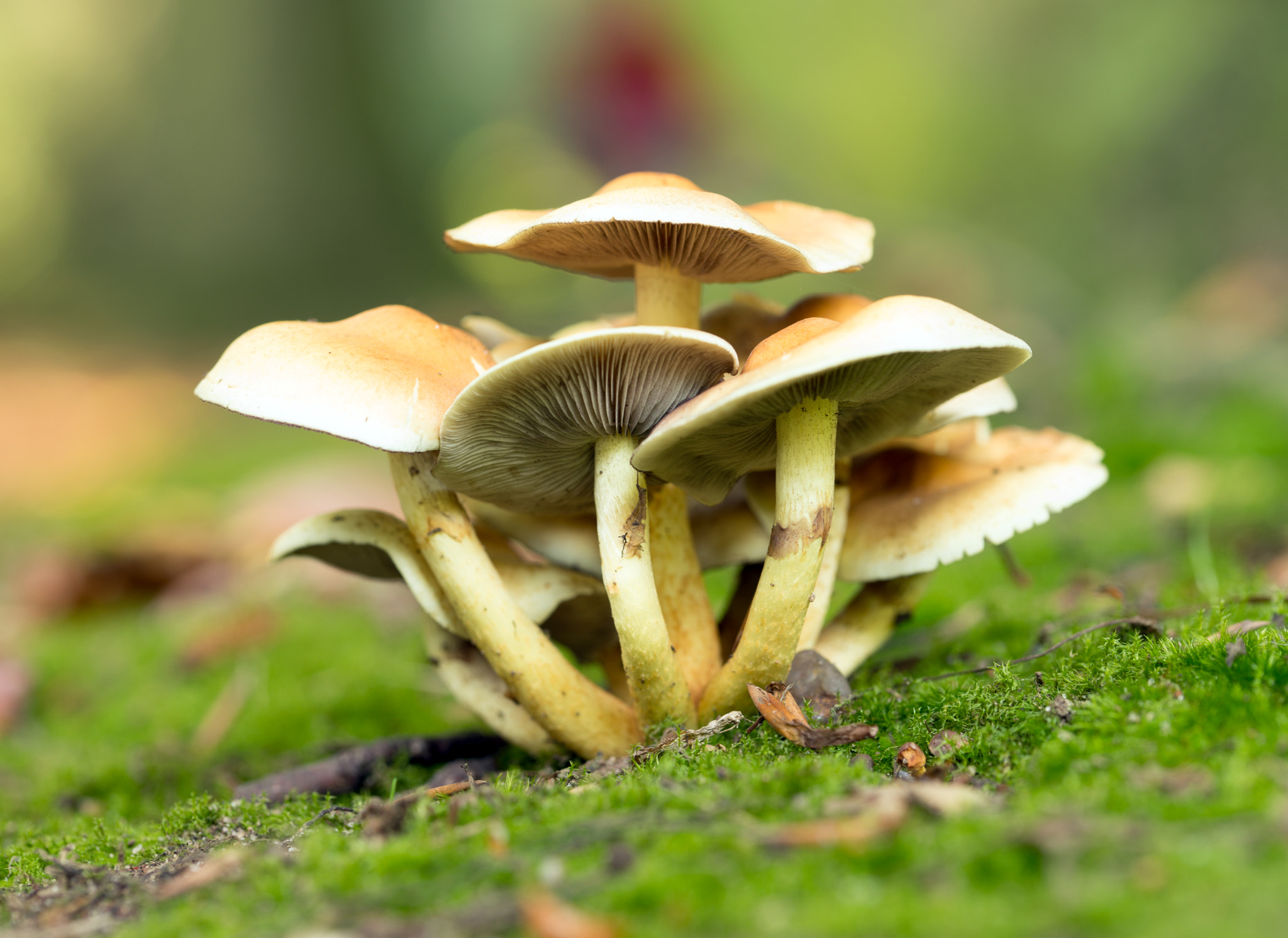 Sony a99 II + 105mm F2.8 sample photo. Mushrooms photography