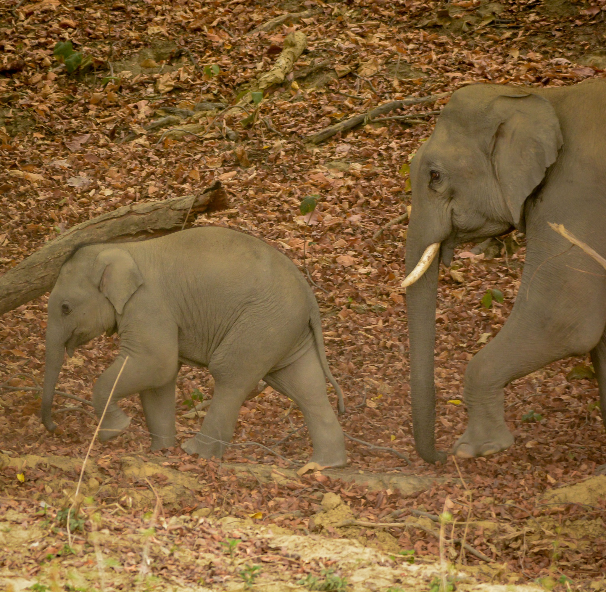 Nikon AF-S Nikkor 200-500mm F5.6E ED VR sample photo. Wildlife @ bijrani, jim corbet photography