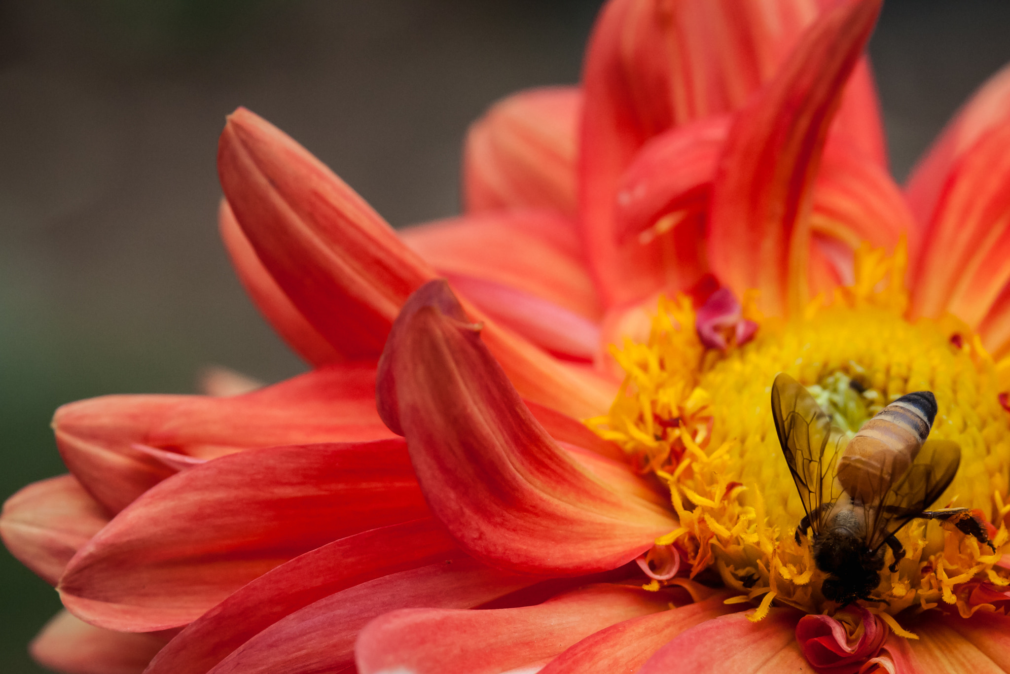 Canon EOS 5D Mark II + Sigma 105mm F2.8 EX DG Macro sample photo. Honey bee on red flower photography