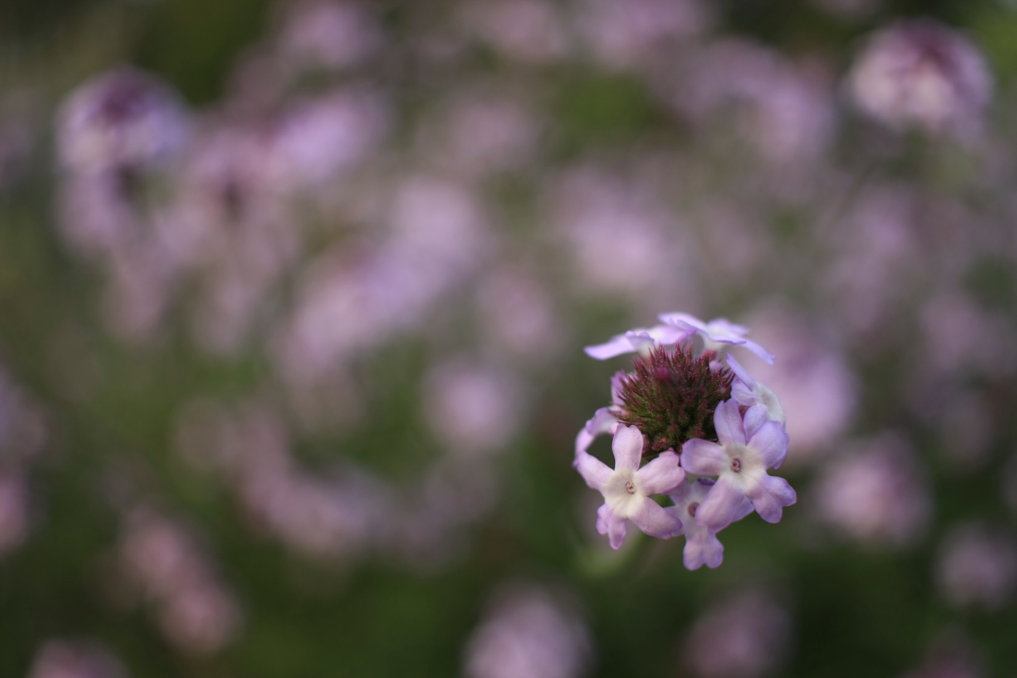 Canon EF-S 24mm F2.8 STM sample photo. Flower photography
