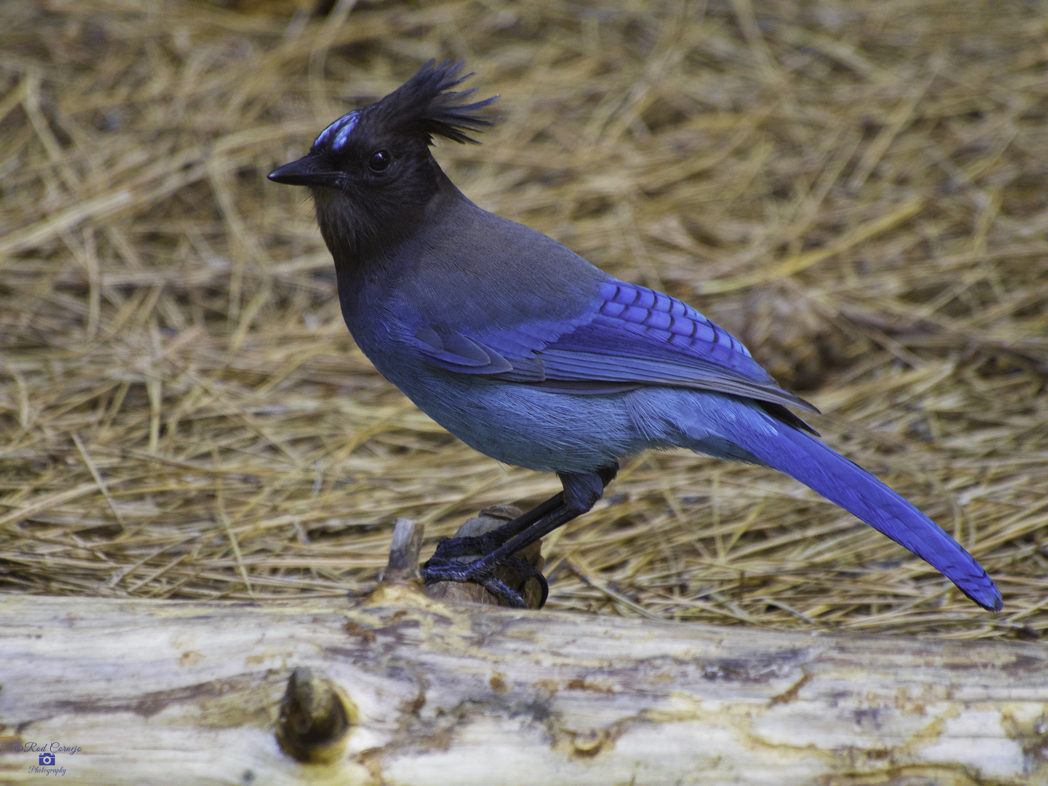Olympus Zuiko Digital ED 70-300mm F4.0-5.6 sample photo. Seller's jay... photography