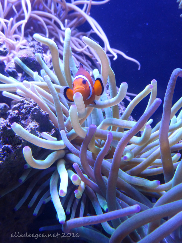 Panasonic Lumix DMC-ZS25 (Lumix DMC-TZ35) sample photo. Clown fish anemone photography