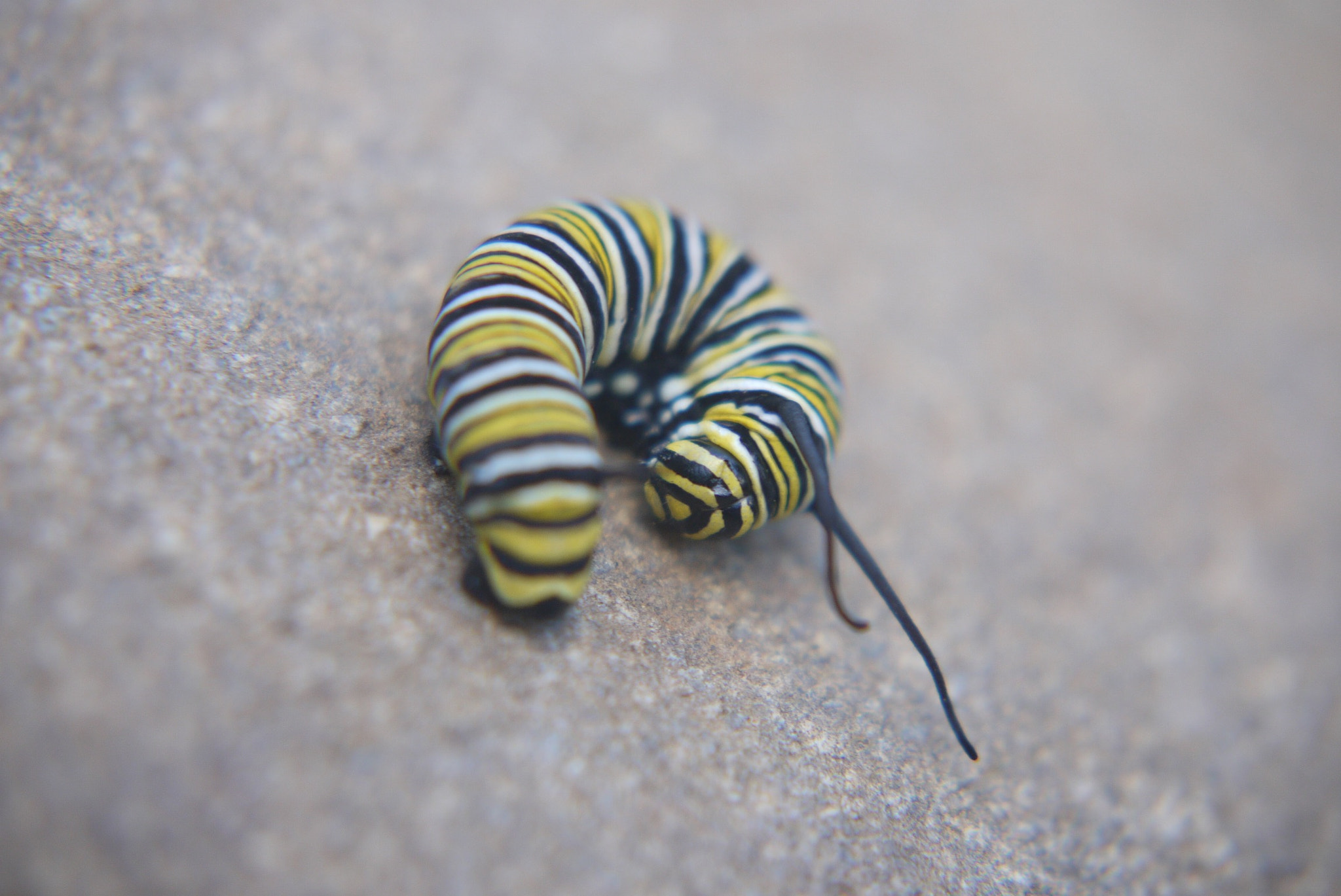 Panasonic Lumix G Vario 45-200mm F4-5.6 OIS sample photo. Fat caterpillar! photography