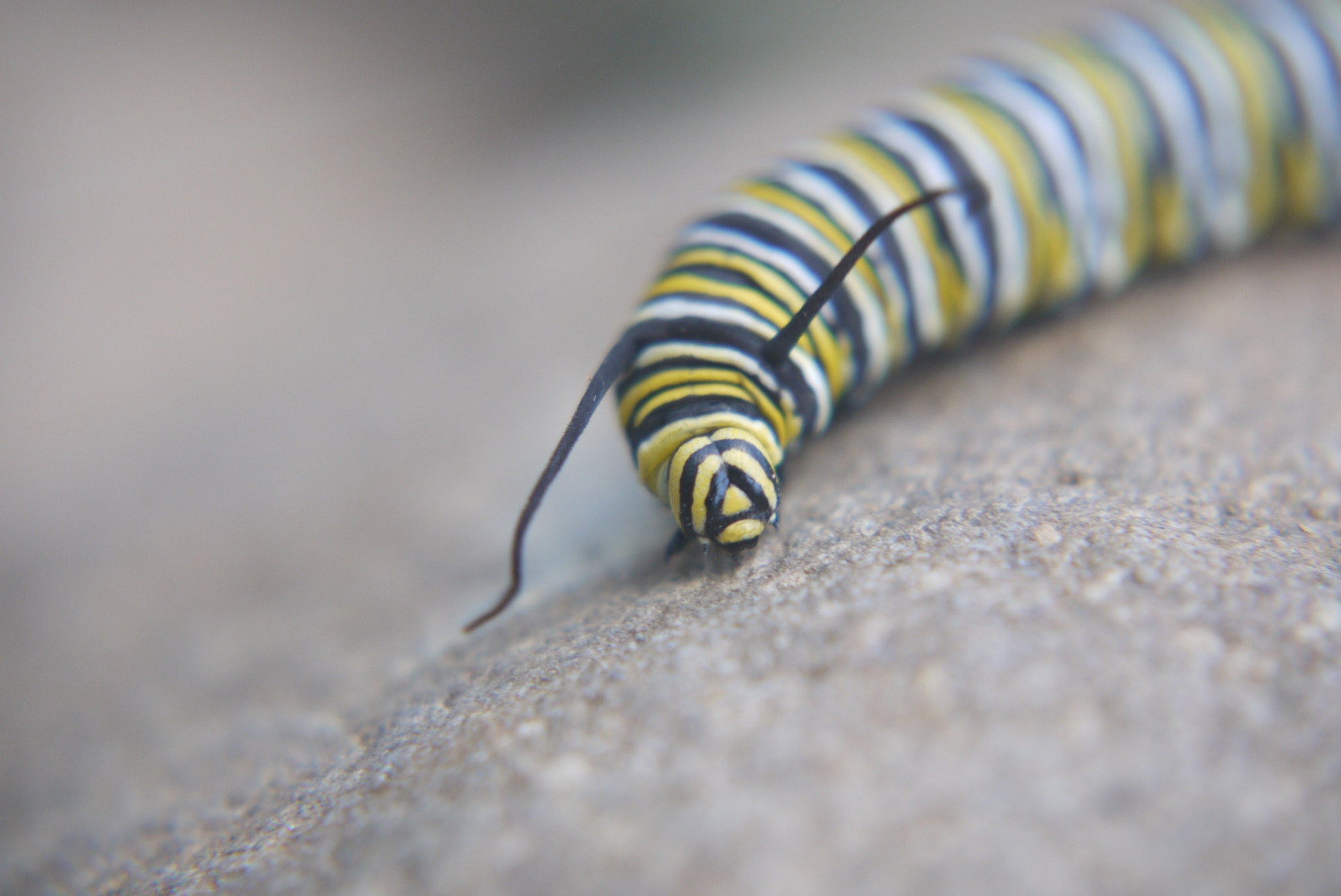Panasonic Lumix G Vario 45-200mm F4-5.6 OIS sample photo. Fat and hungry photography