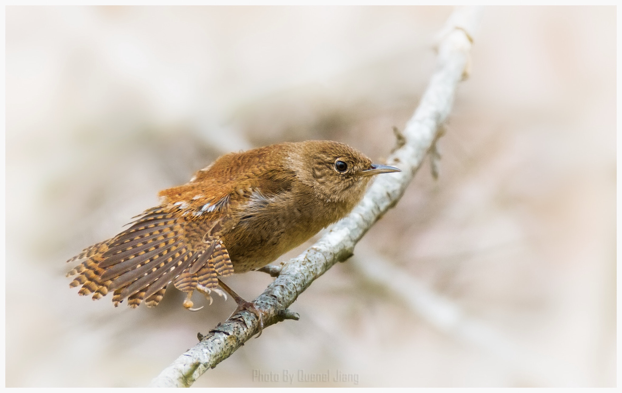 Canon EF 600mm F4L IS USM sample photo. Wren photography