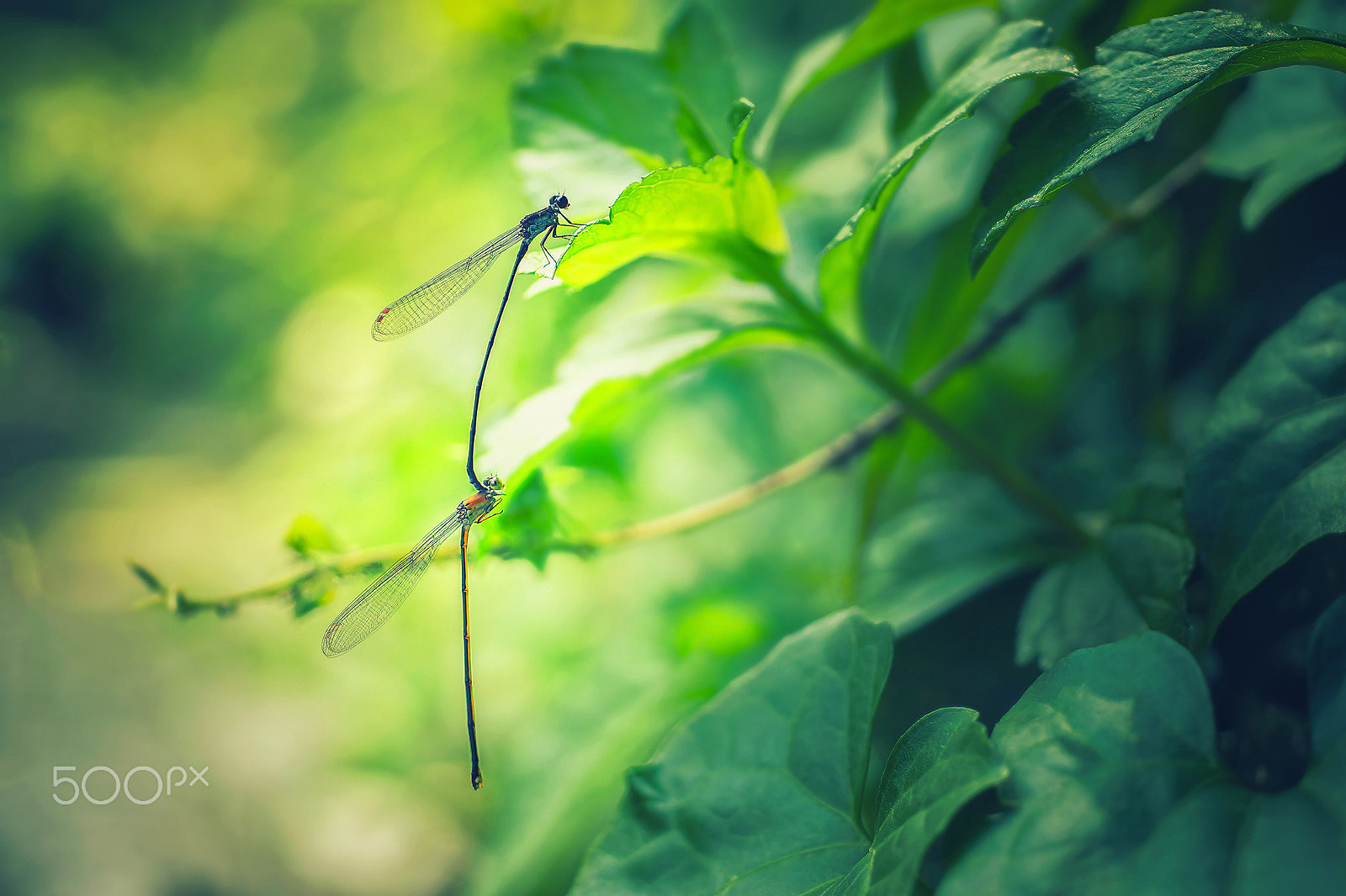 Sony SLT-A65 (SLT-A65V) + MACRO 50mm F2.8 sample photo. Damselflies mating photography