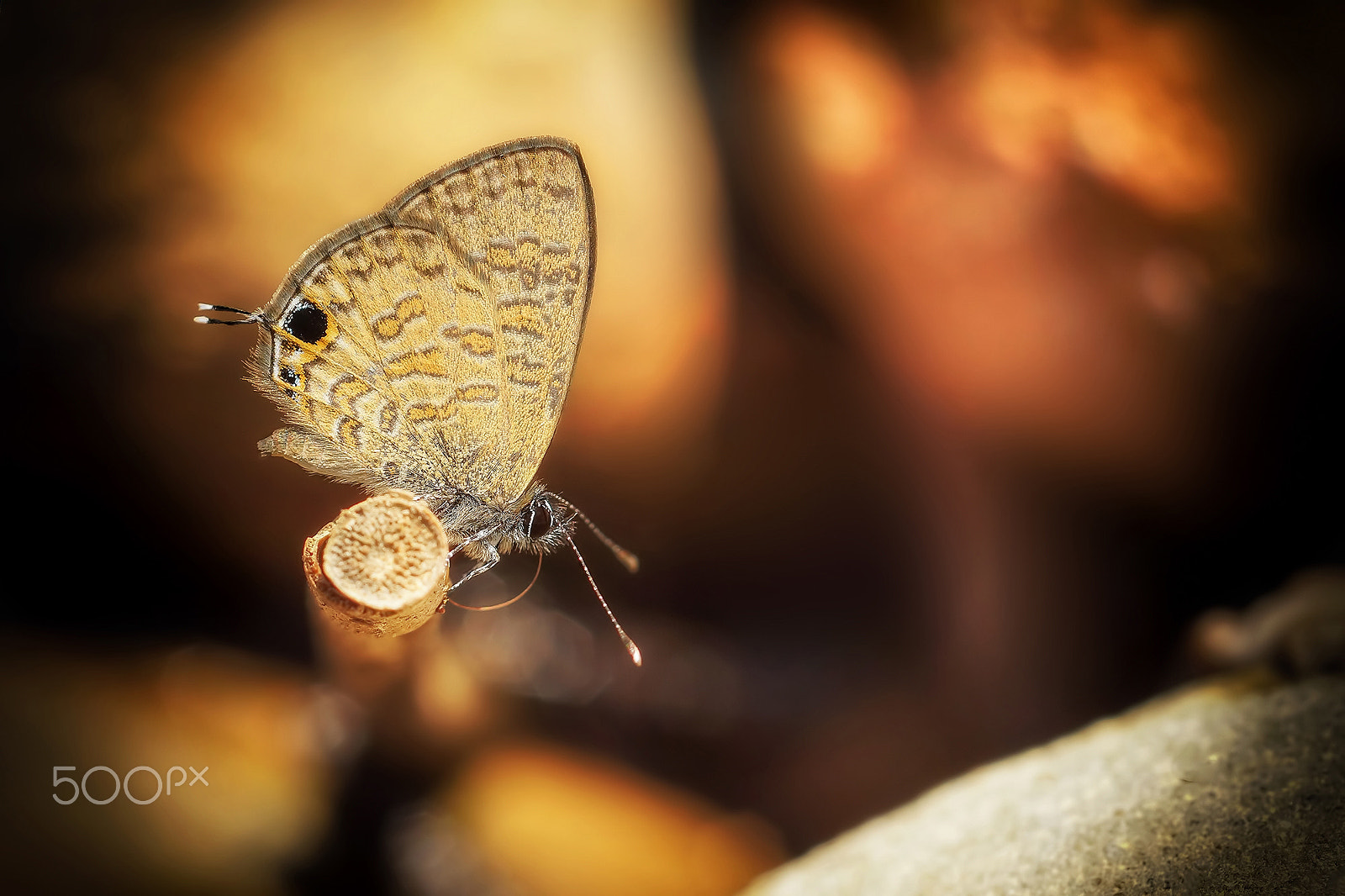 Sony SLT-A65 (SLT-A65V) + MACRO 50mm F2.8 sample photo. Butterfly photography