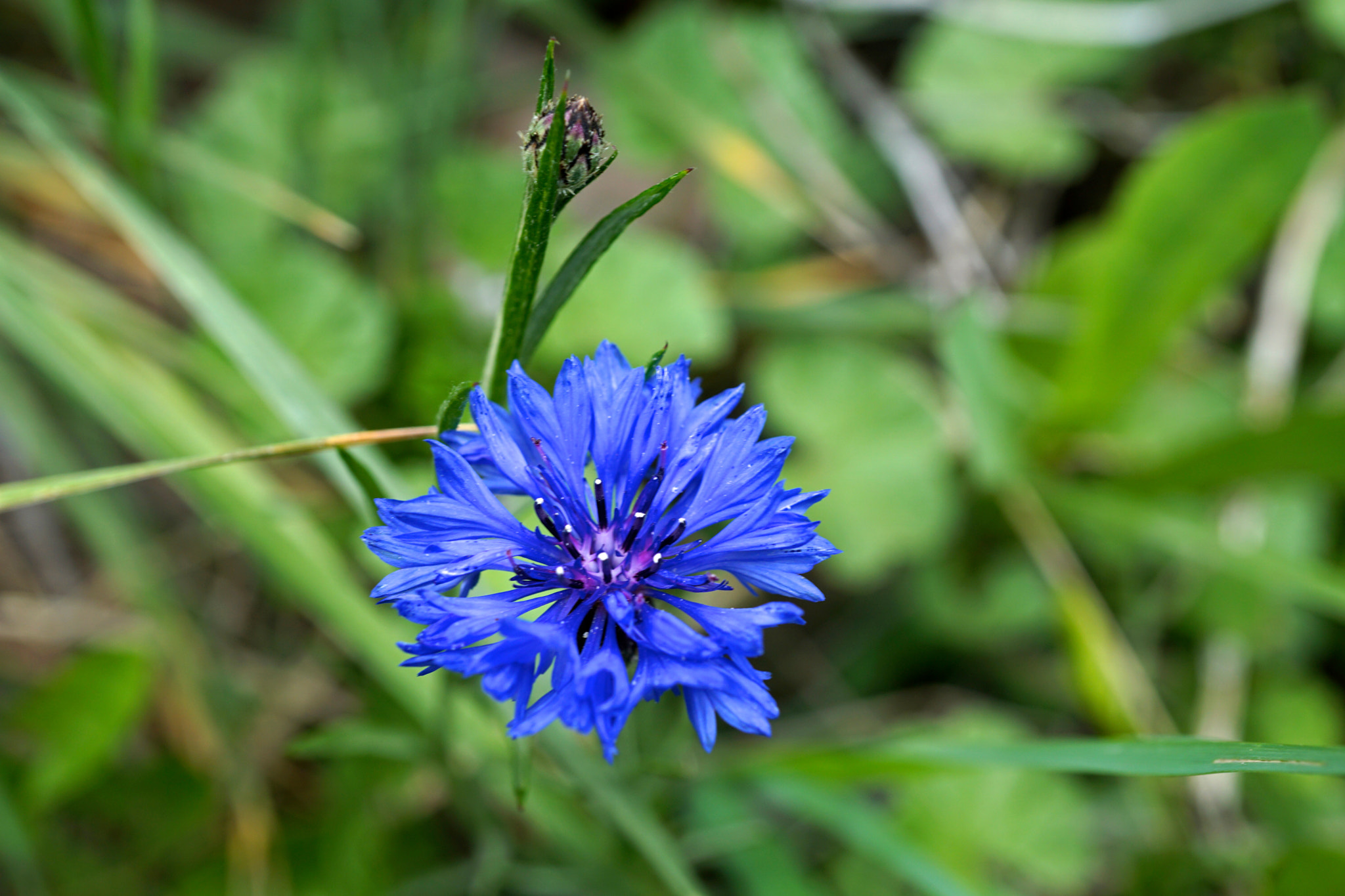 Sony a6000 + Sony E 30mm F3.5 sample photo. Cornflower photography