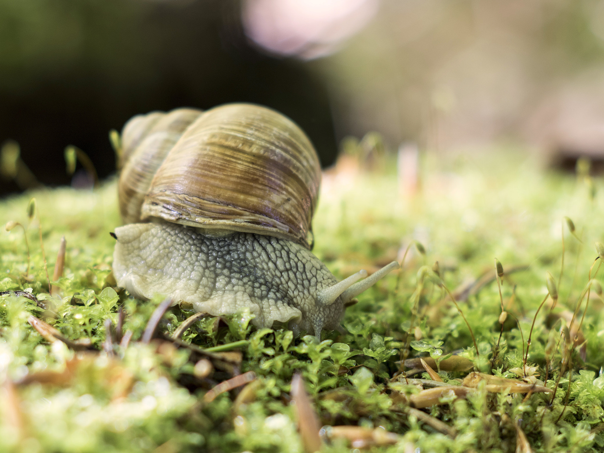 Canon EF 35-80mm f/4-5.6 sample photo. Snail photography