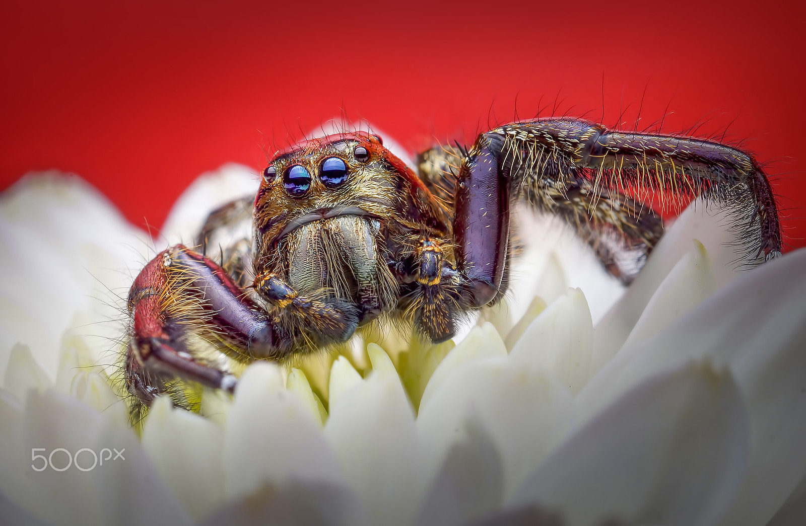 Sony SLT-A65 (SLT-A65V) + MACRO 50mm F2.8 sample photo. Jumping spider on flower red background photography