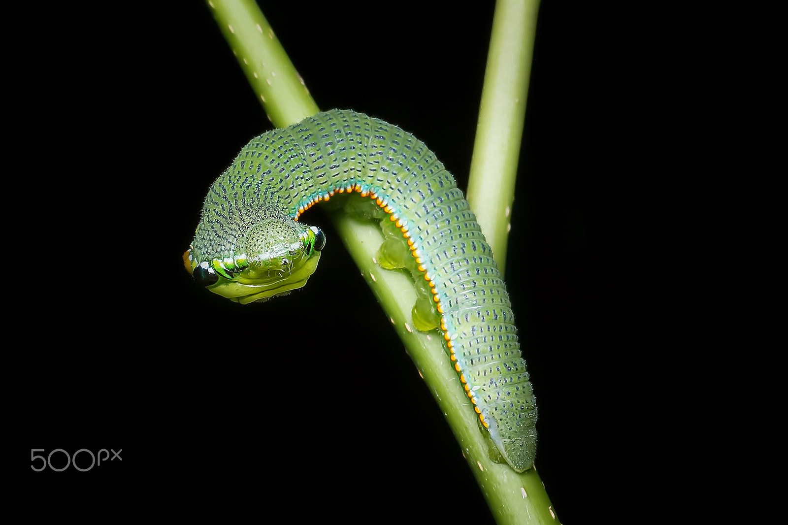 Sony SLT-A65 (SLT-A65V) + MACRO 50mm F2.8 sample photo. Great orang tip worm snake head macro photography