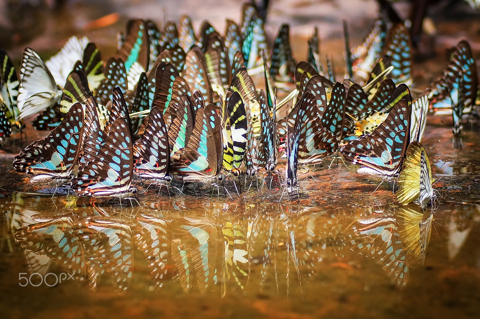 Tamron SP AF 90mm F2.8 Di Macro sample photo. Beautiful butterflies swarm oil pain thailand photography