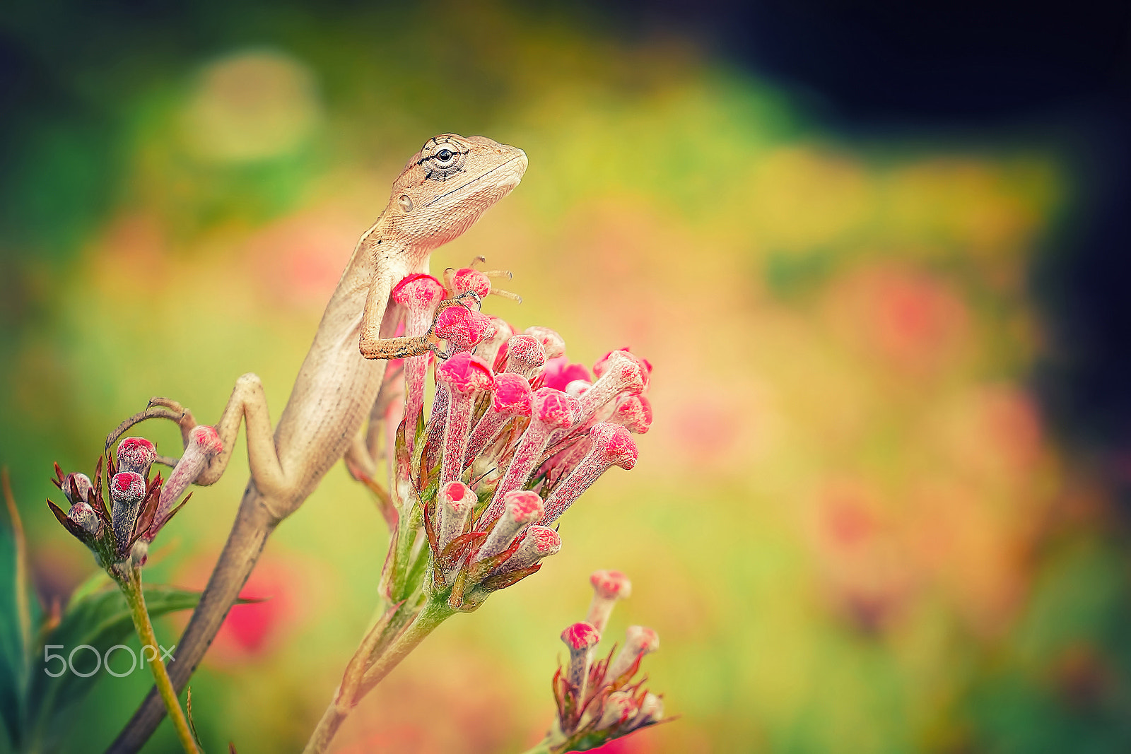 Sony SLT-A65 (SLT-A65V) + MACRO 50mm F2.8 sample photo. Gila on flowers thailand photography