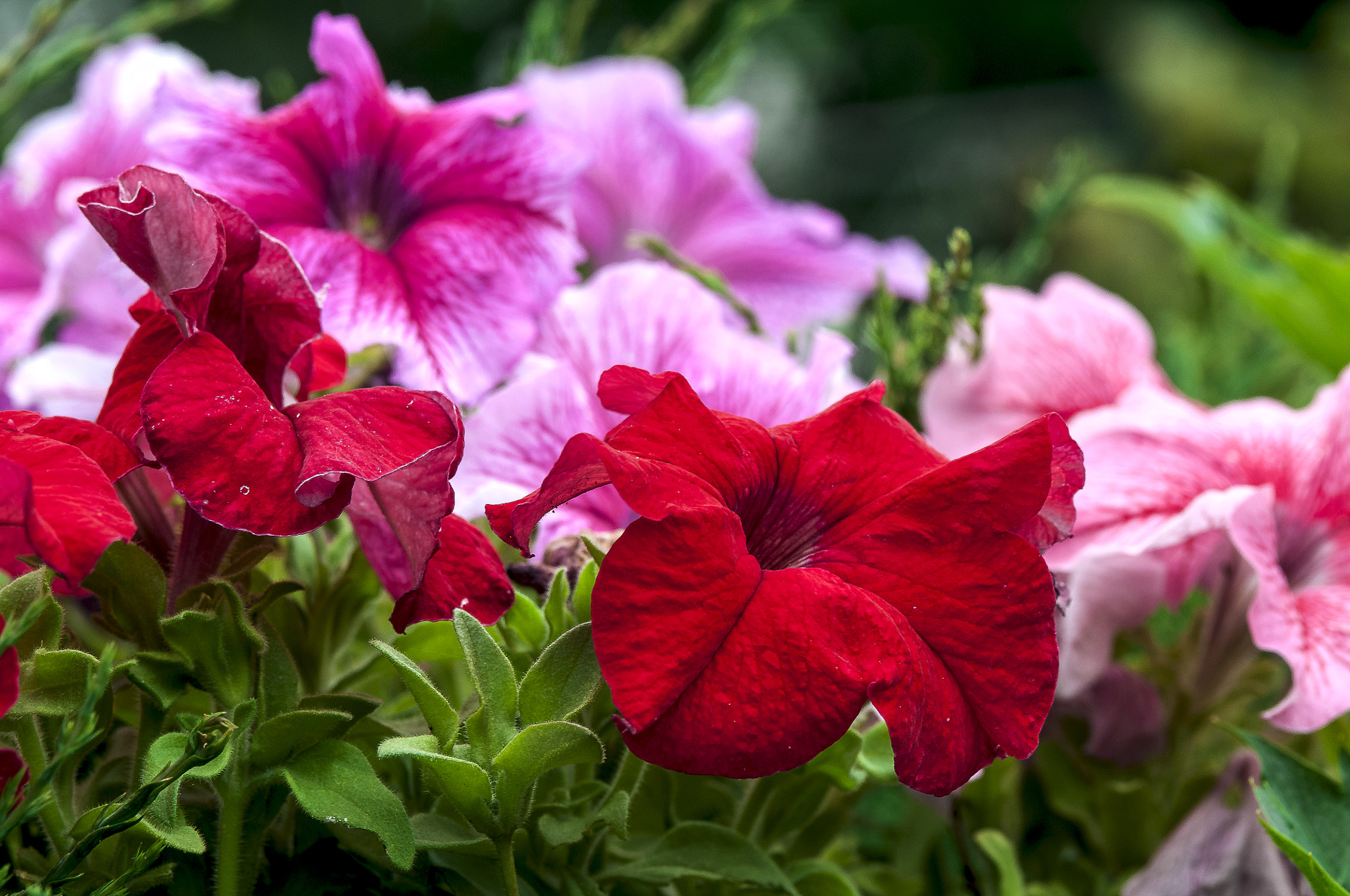 AF Micro-Nikkor 105mm f/2.8 sample photo. Буйство красок photography