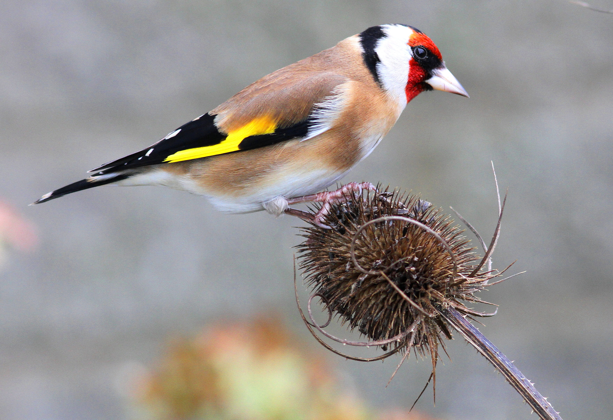 Canon EF 300mm F4L IS USM sample photo. Goldfinch on teasel photography