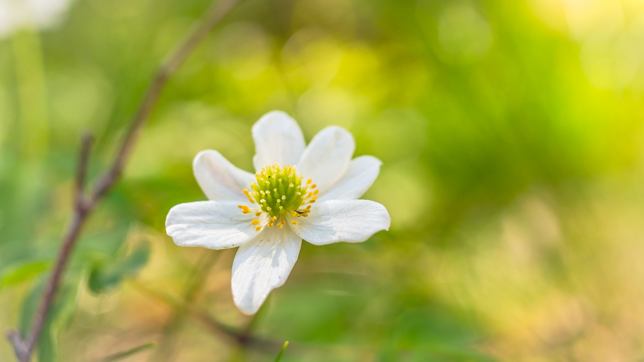 Sony Alpha NEX-6 + Sigma 30mm F2.8 EX DN sample photo. Flower photography