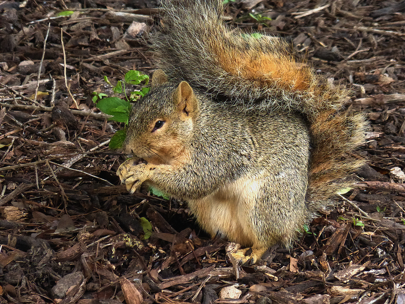 Panasonic Lumix DMC-ZS25 (Lumix DMC-TZ35) sample photo. Tiny eyed squirrel photography