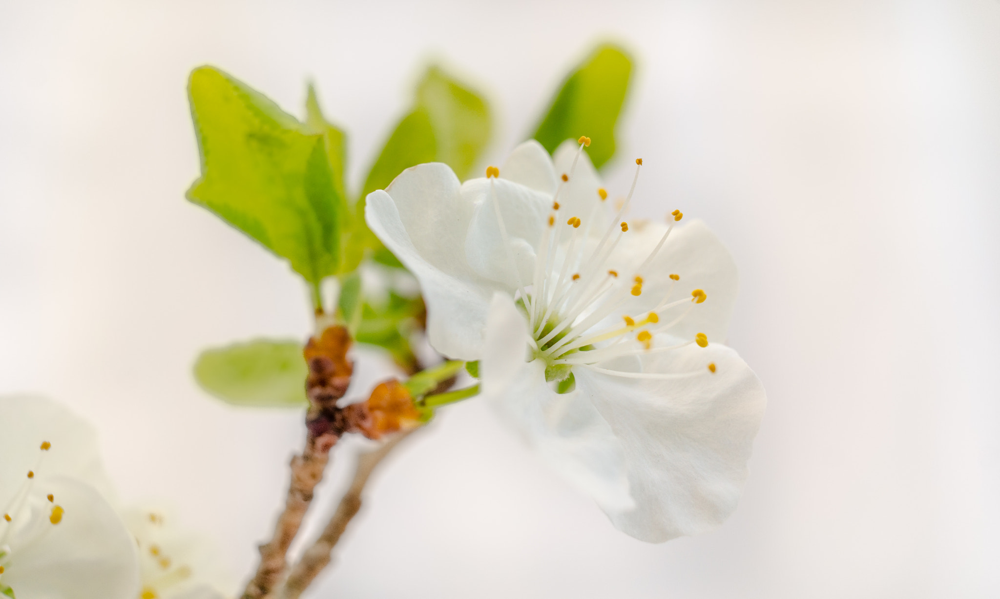 Sony Alpha NEX-6 + Sigma 30mm F2.8 EX DN sample photo. Flower photography