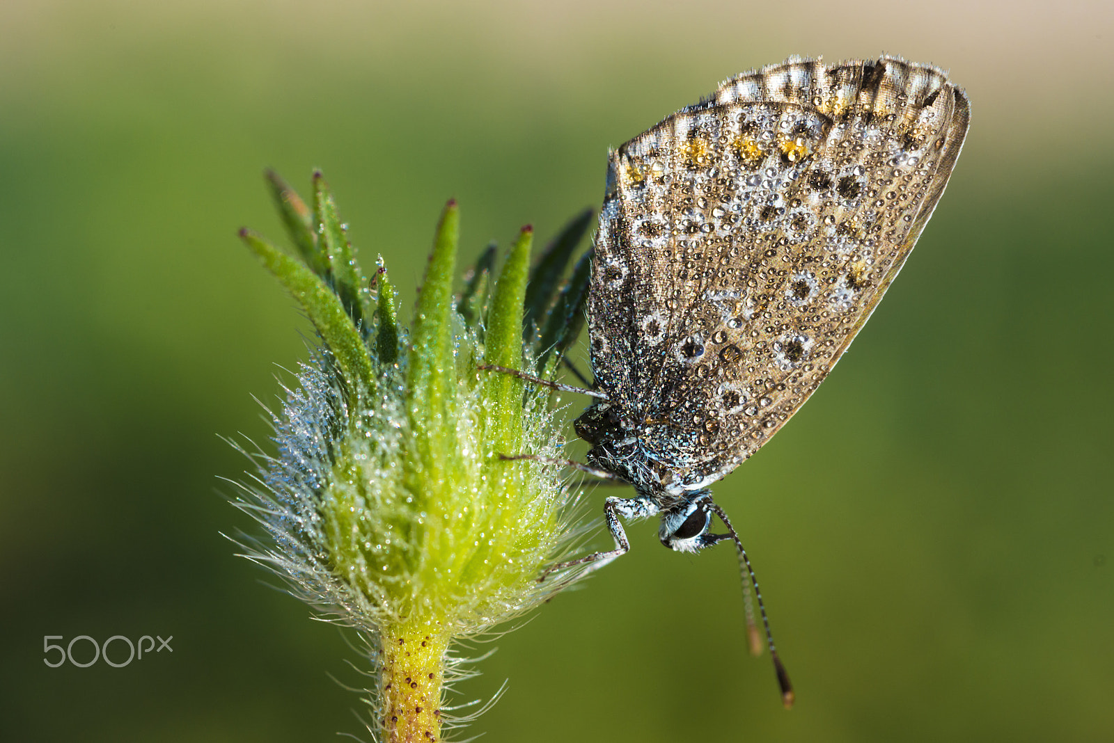 Nikon D800E + Nikon AF Micro-Nikkor 60mm F2.8D sample photo. Butterfly and rain photography