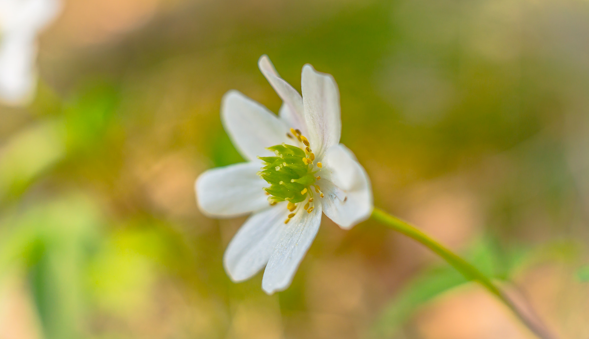 Sony Alpha NEX-6 + Sigma 30mm F2.8 EX DN sample photo. Flower photography