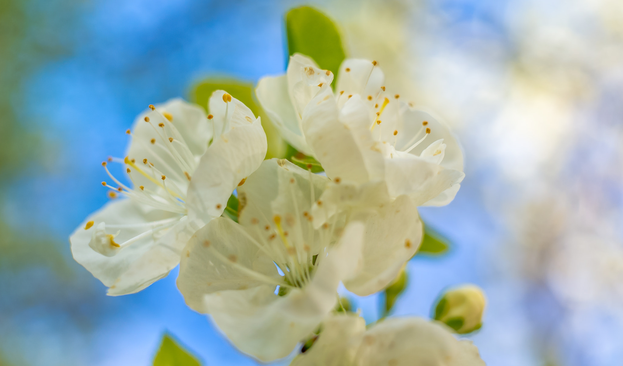 Sony Alpha NEX-6 + Sigma 30mm F2.8 EX DN sample photo. Flowers photography