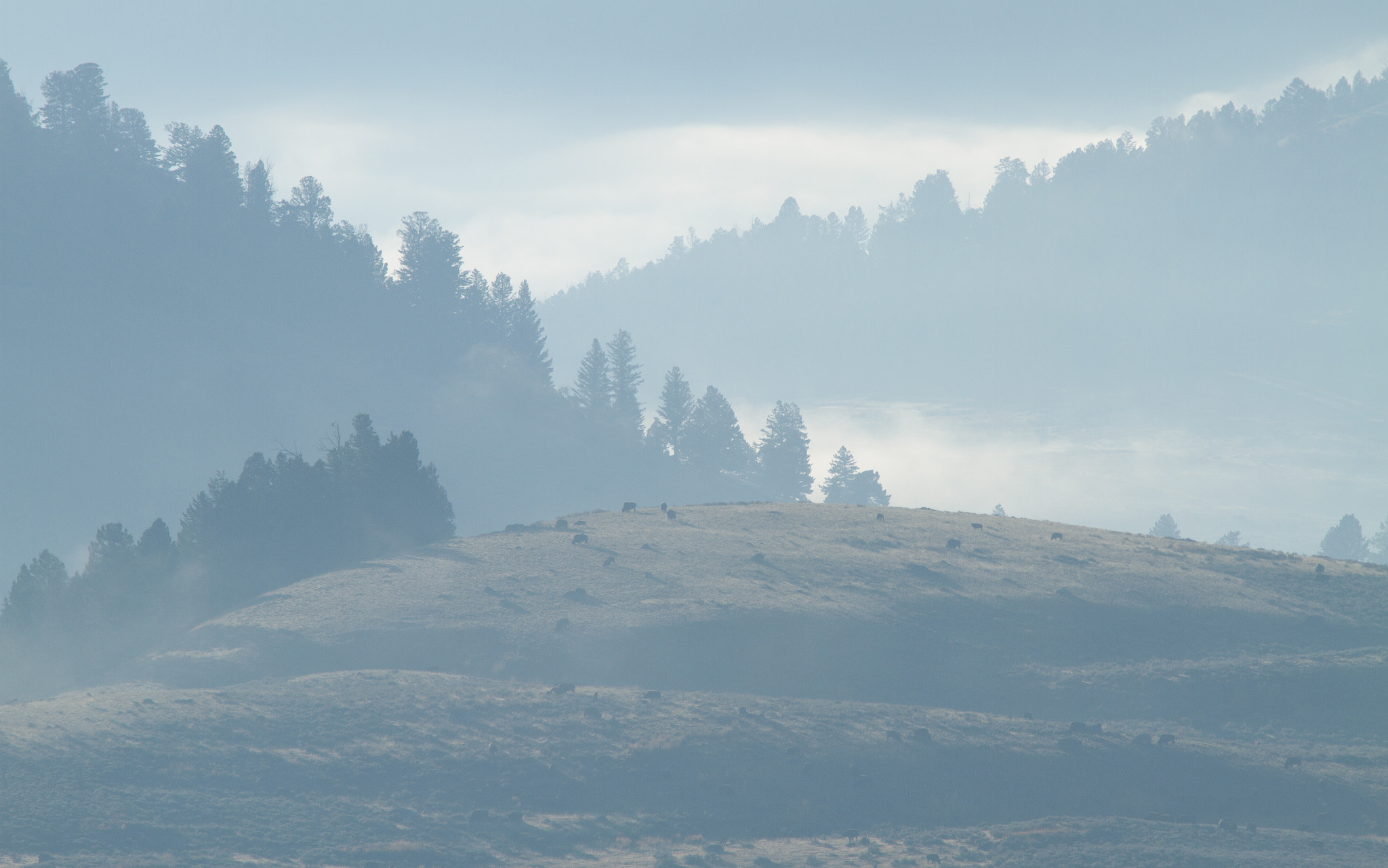 Canon EF 70-200mm F2.8L IS USM sample photo. Where the buffalo roam photography