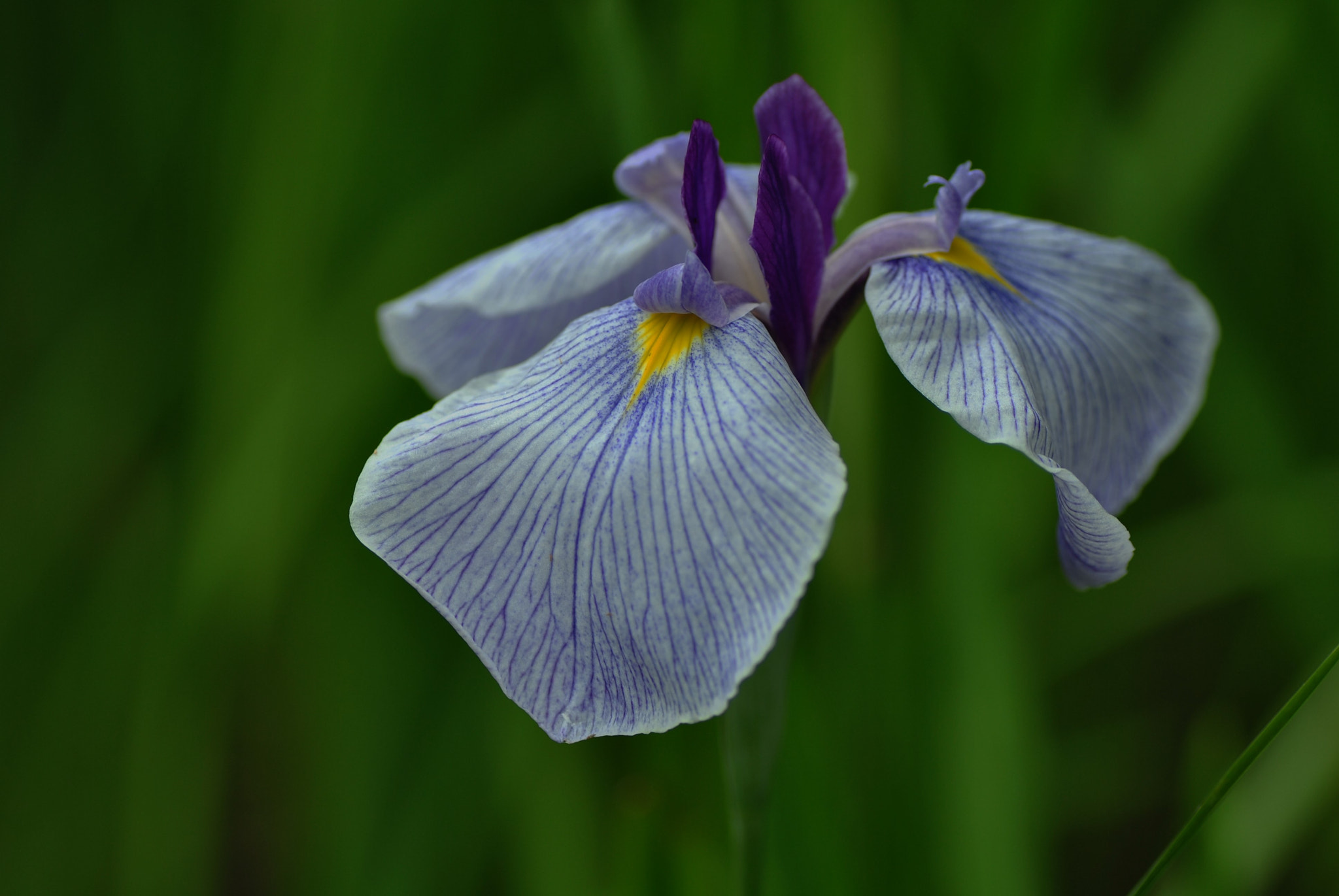 Nikon D3000 sample photo. Blue iris photography