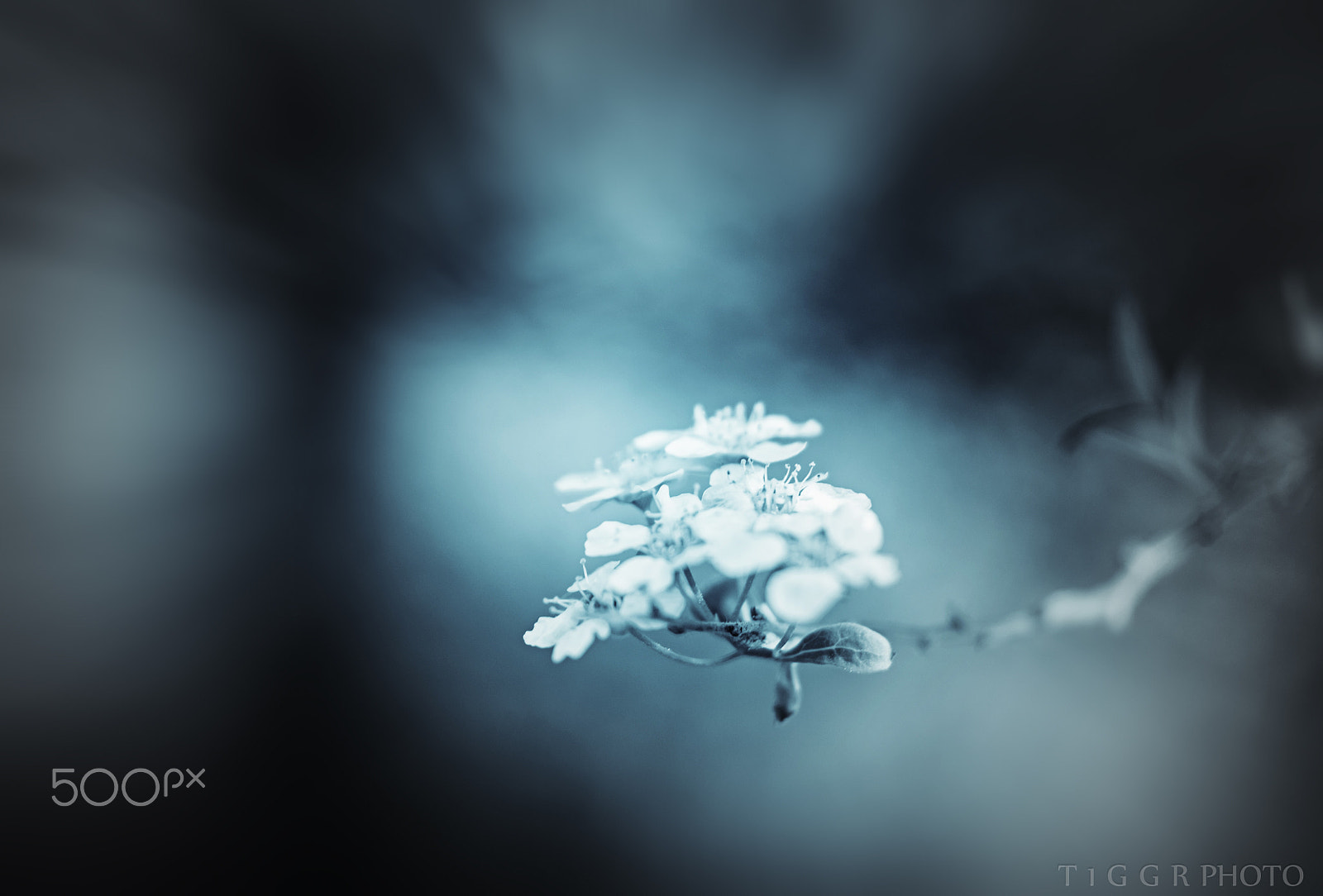 Samsung NX30 + Samsung NX 60mm F2.8 Macro ED OIS SSA sample photo. Sirens photography