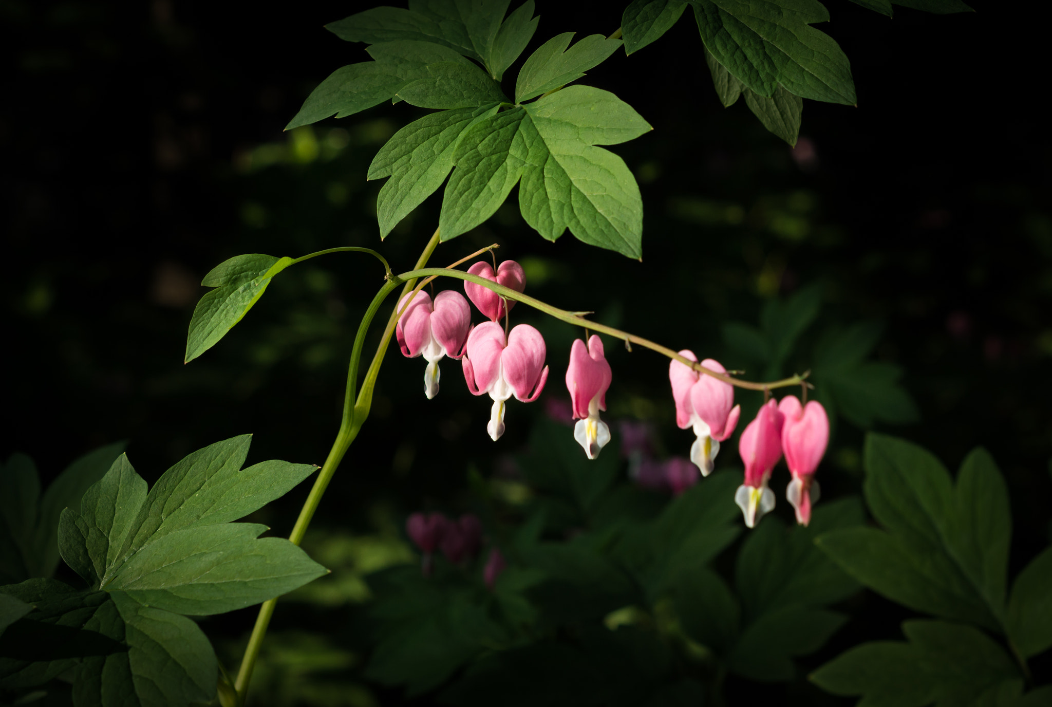 Sony SLT-A65 (SLT-A65V) + Sony DT 50mm F1.8 SAM sample photo. The hanging gardens (of central park) photography