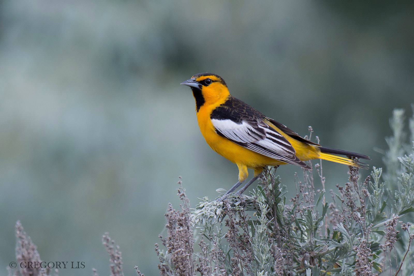 Nikon D7200 + Nikon AF-S Nikkor 500mm F4G ED VR sample photo. Bullock's oriole photography