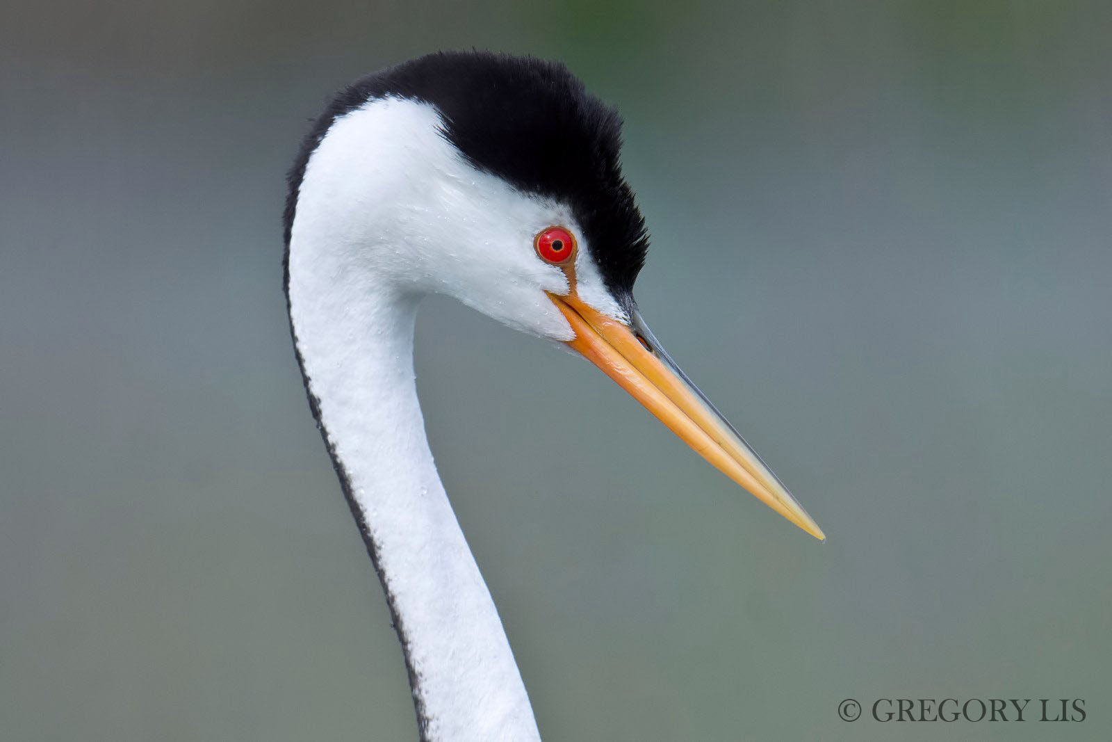 Nikon D7200 + Nikon AF-S Nikkor 500mm F4G ED VR sample photo. Clark's grebe photography