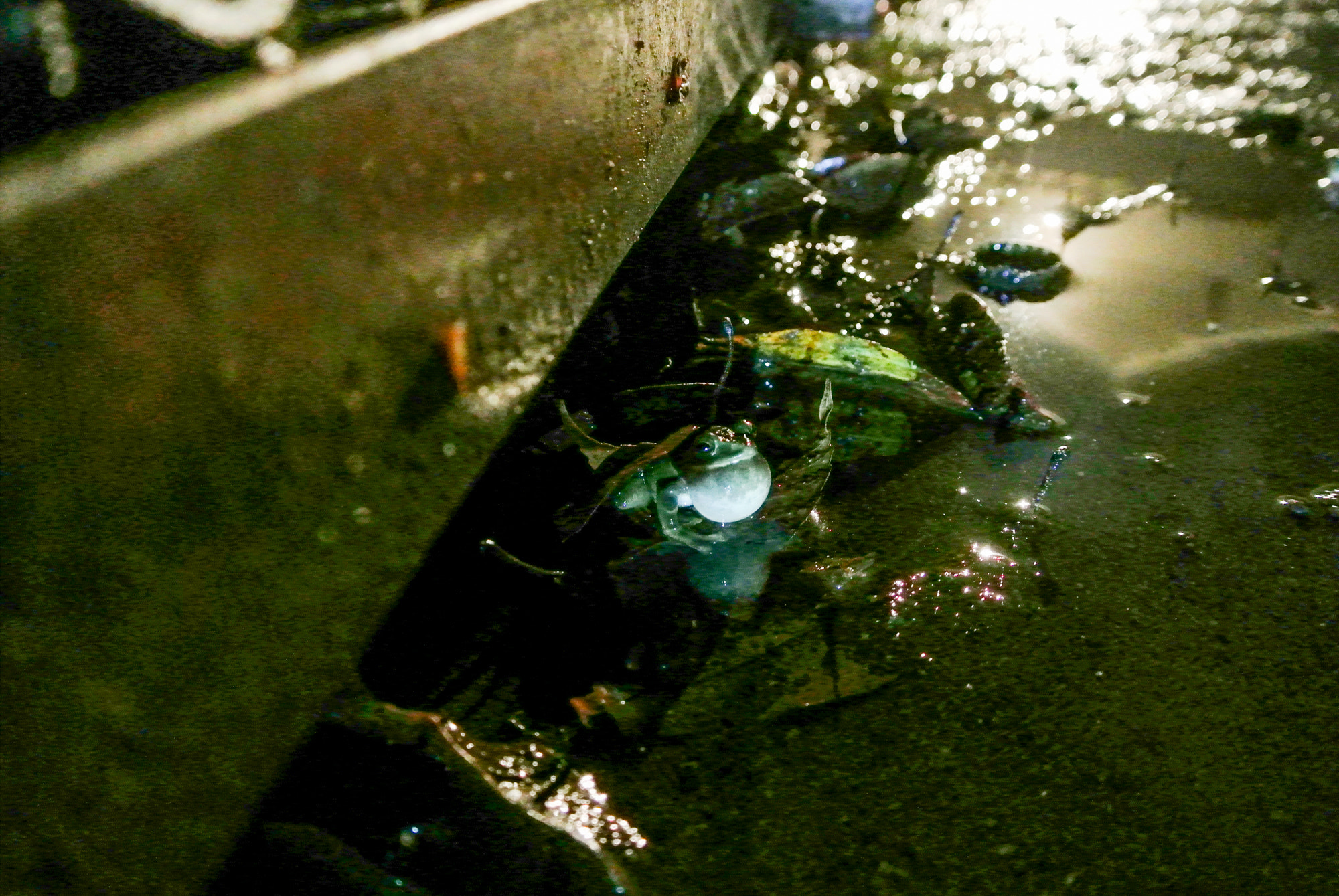 Nikon 1 J2 sample photo. Croaking frog photography