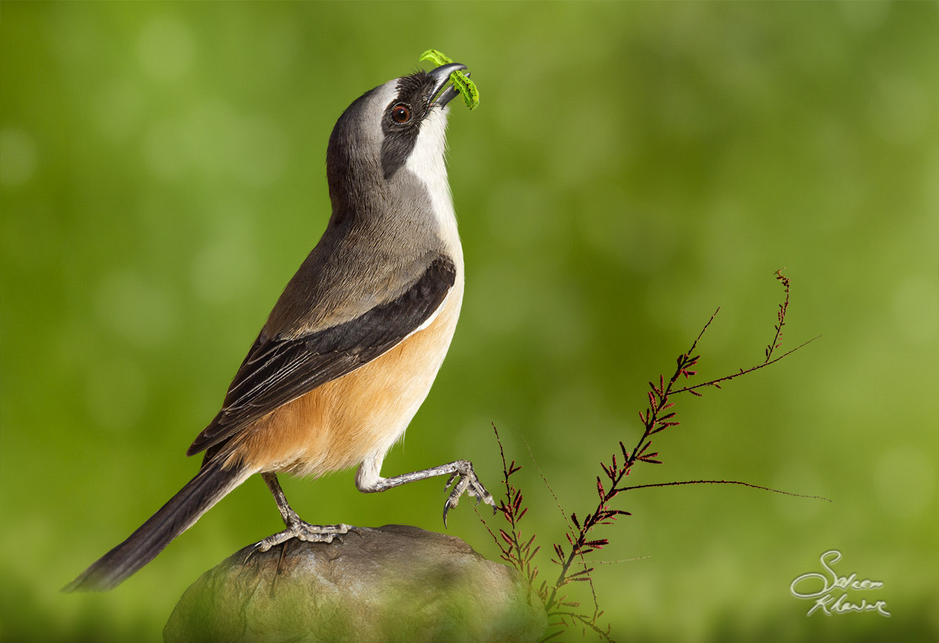 Sigma 150-600mm F5-6.3 DG OS HSM | C sample photo. Long tail sharik with yammi lunch photography