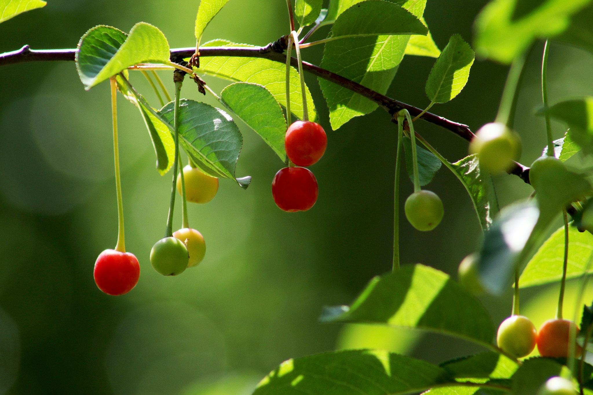 EF75-300mm f/4-5.6 sample photo. Spring photography