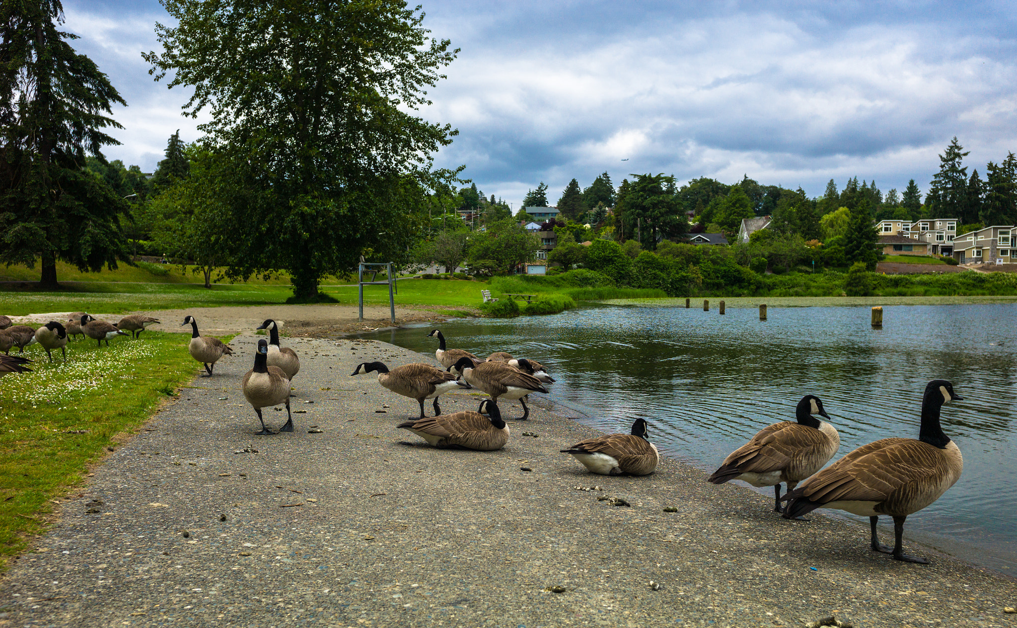 Elmarit-M 28mm f/2.8 (IV) sample photo. Birds photography