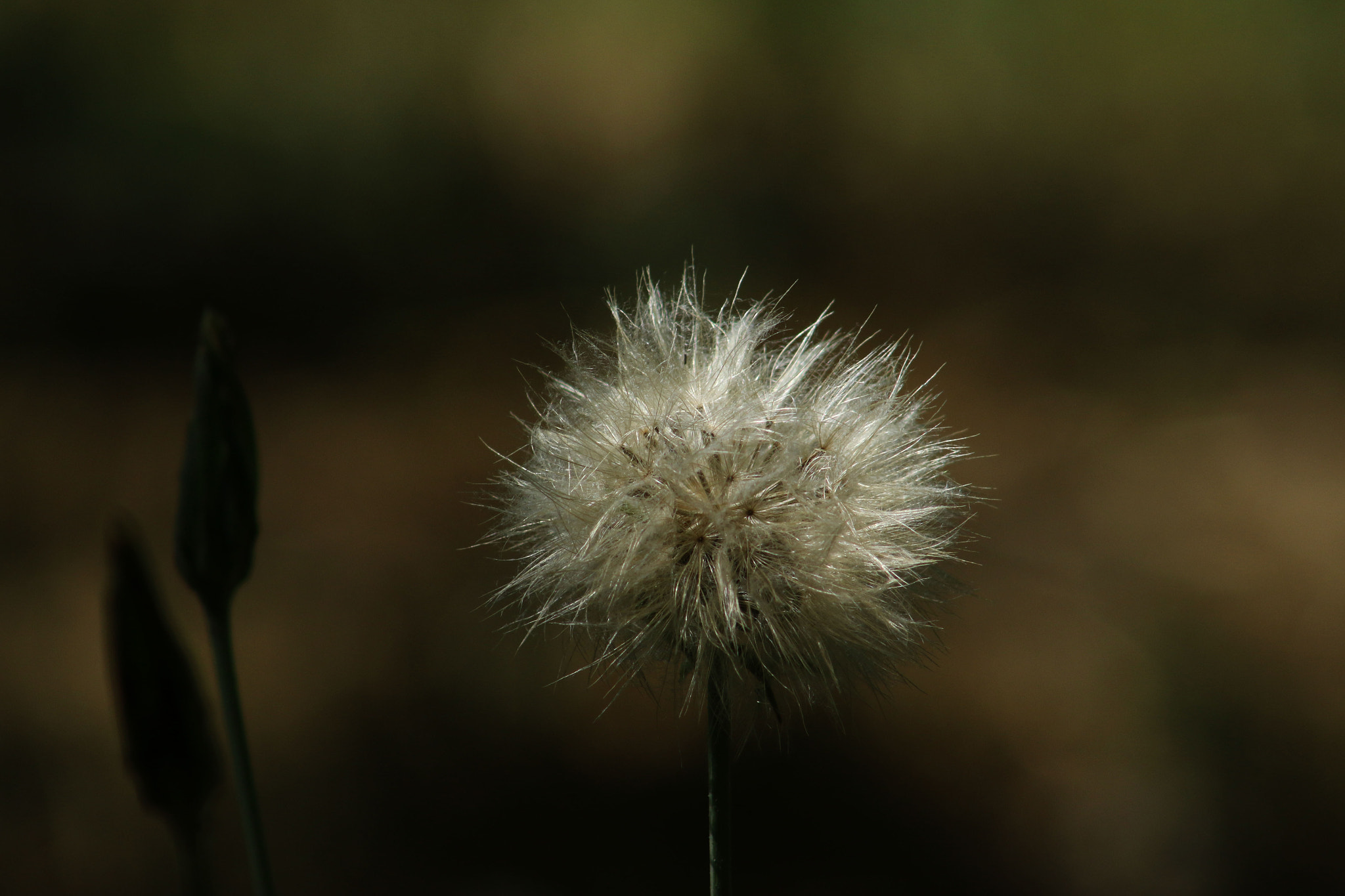 EF75-300mm f/4-5.6 sample photo. Spring photography